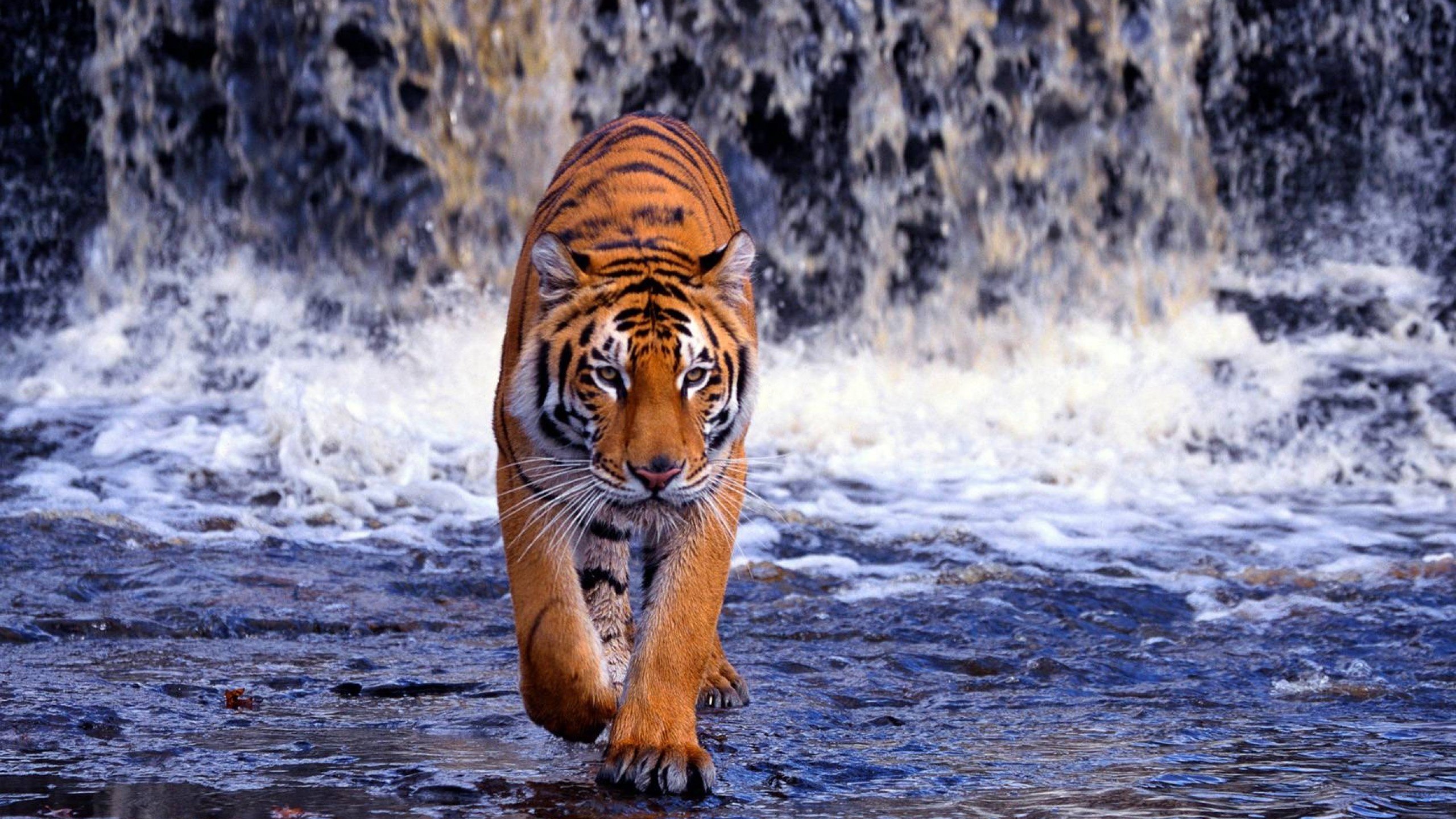 Обои тигр, река, водопад, жищник, tiger, river, waterfall, isnic разрешение 2560x1600 Загрузить