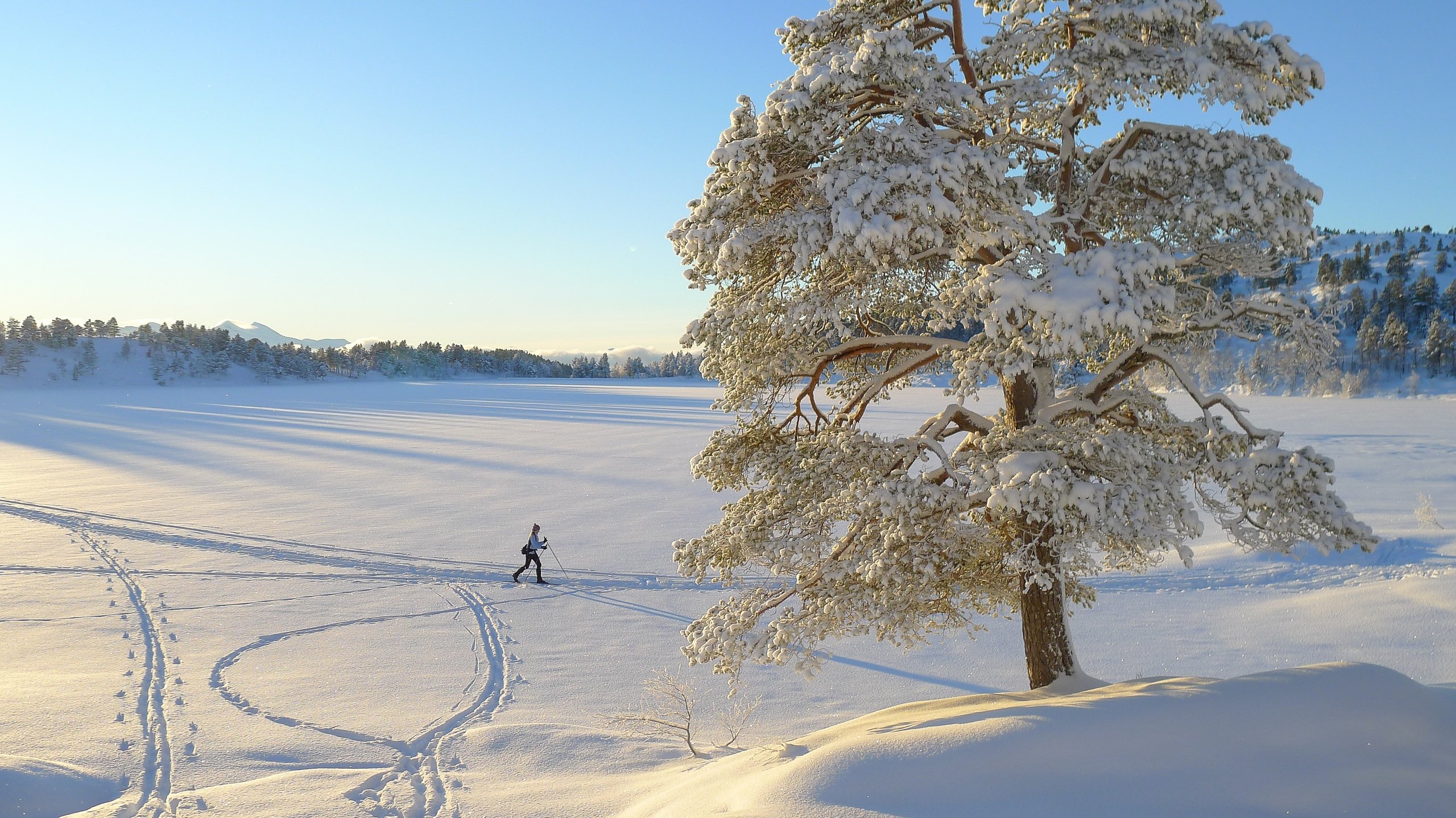 Обои дерево, зима, пейзаж, одинокое, лыжница, tree, winter, landscape, alone, skier разрешение 3776x2520 Загрузить