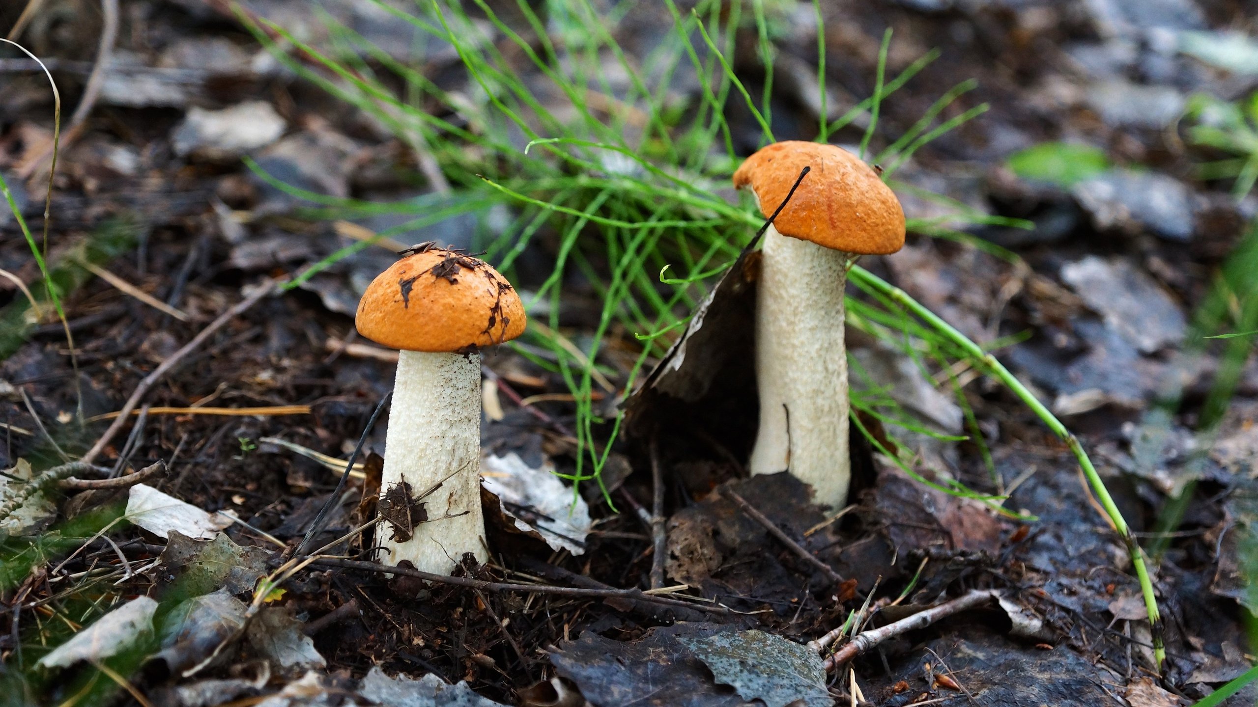Обои природа, грибы, подосиновики, nature, mushrooms, aspen разрешение 2880x1920 Загрузить