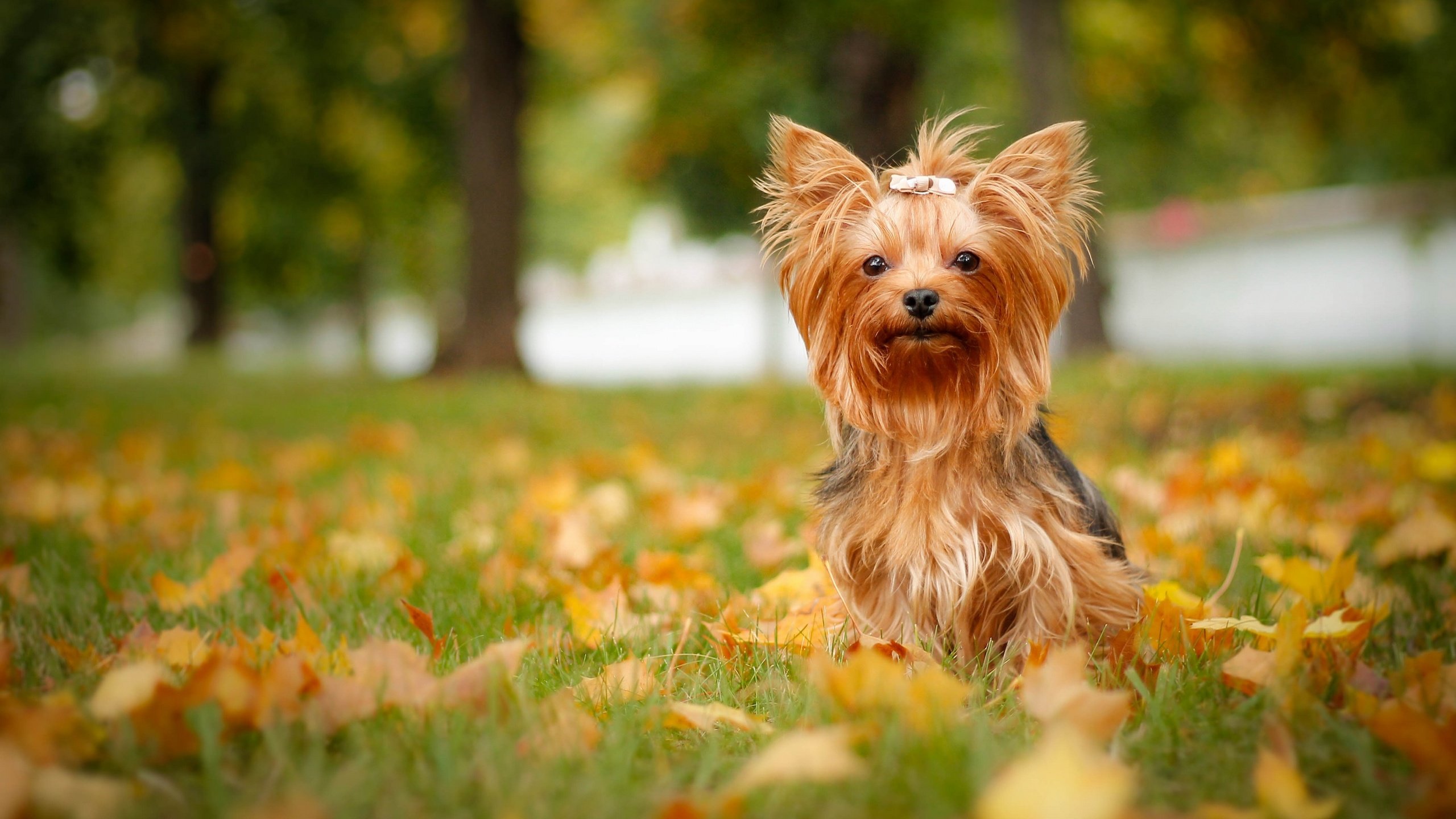 Обои трава, листья, осень, собака, йорк, йоркширский терьер, grass, leaves, autumn, dog, york, yorkshire terrier разрешение 2880x1779 Загрузить