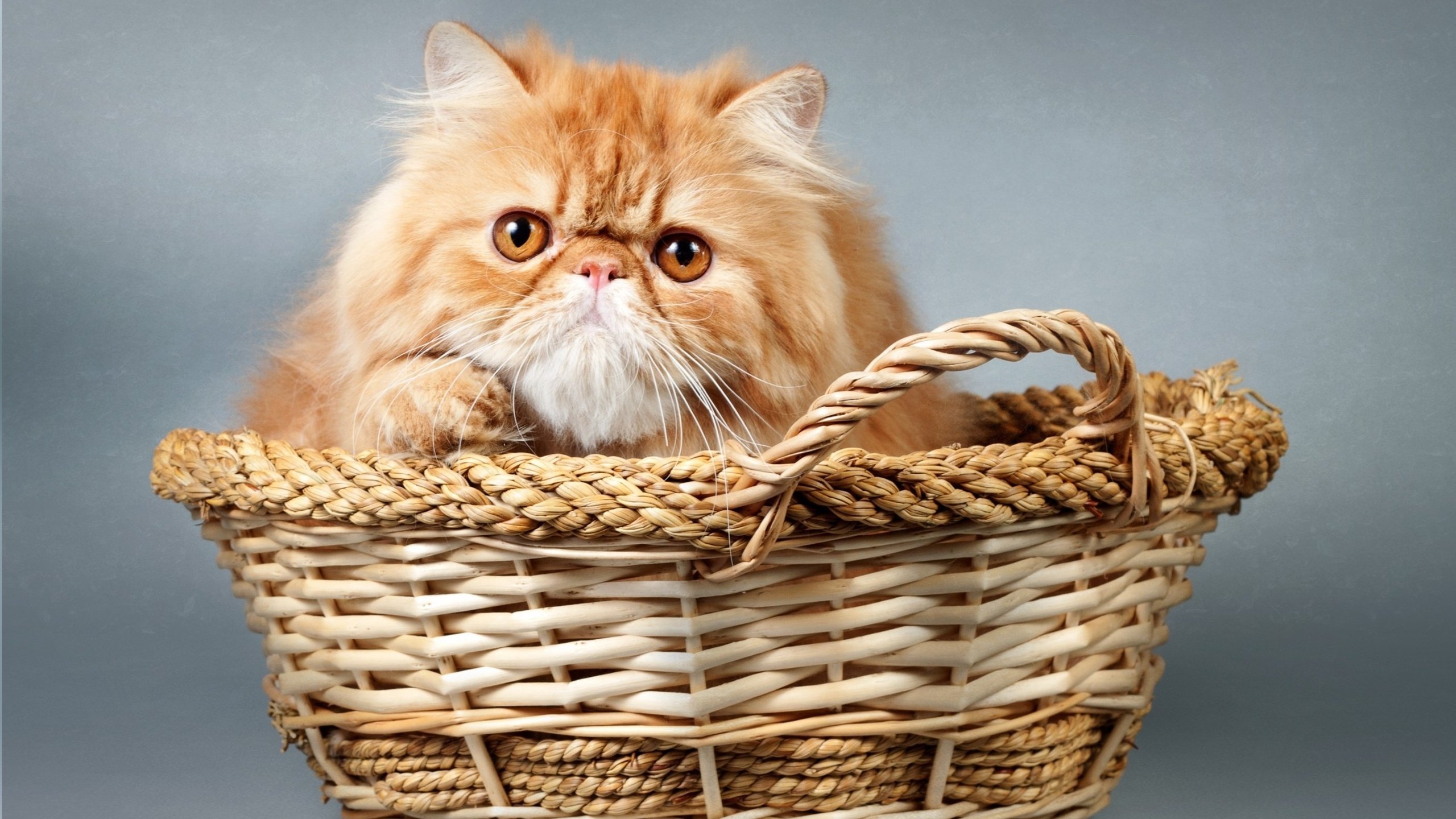 Обои кот, мордочка, кошка, взгляд, корзина, cat, muzzle, look, basket разрешение 2700x1778 Загрузить