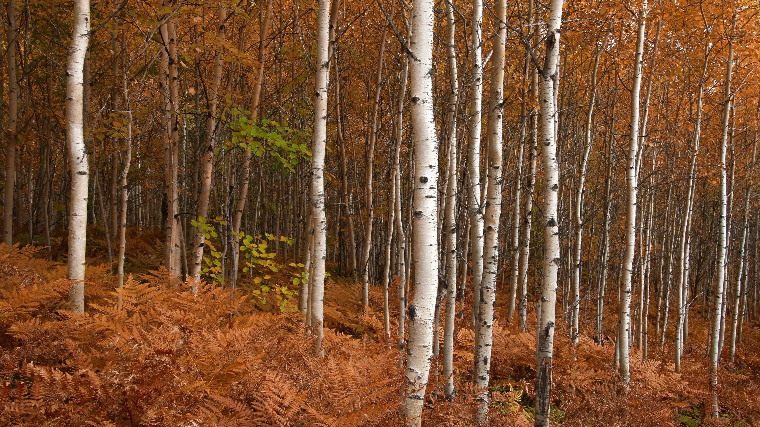 Обои природа, березы, осень, nature, birch, autumn разрешение 2880x1920 Загрузить