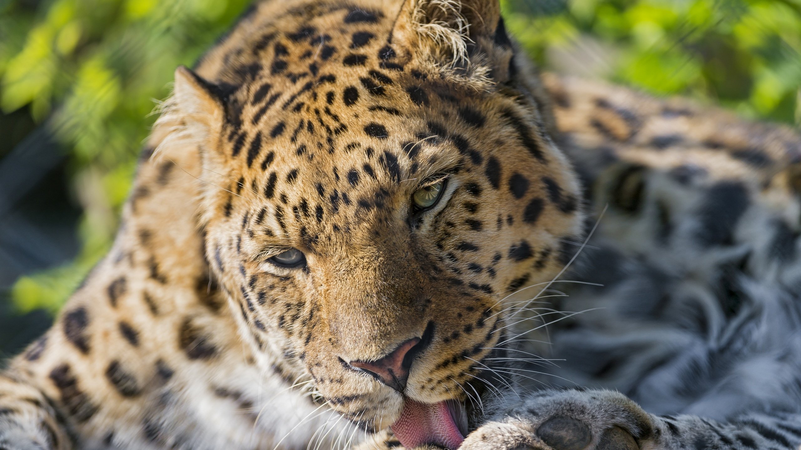 Обои кошка, леопард, язык, умывание, ©tambako the jaguar, амурский леопард, cat, leopard, language, washing, the amur leopard разрешение 2880x1917 Загрузить