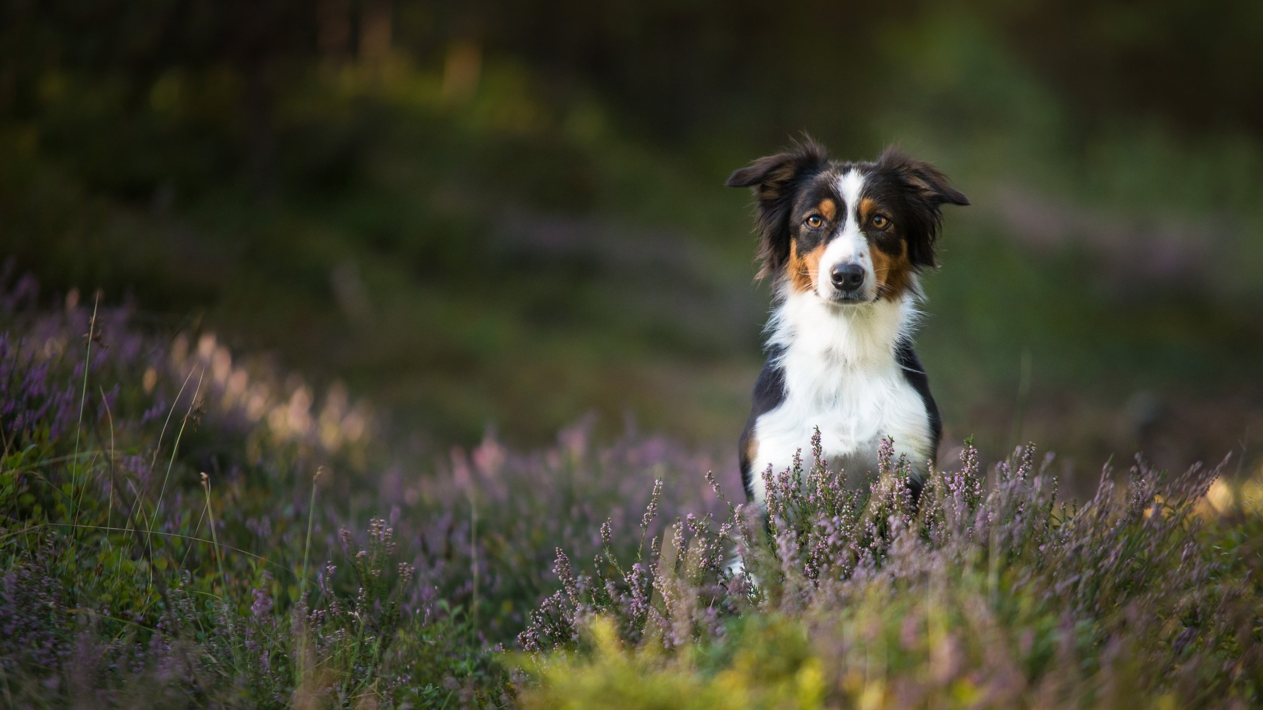 Обои собака, вереск, австралийская овчарка, аусси, dog, heather, australian shepherd, aussie разрешение 3068x1920 Загрузить