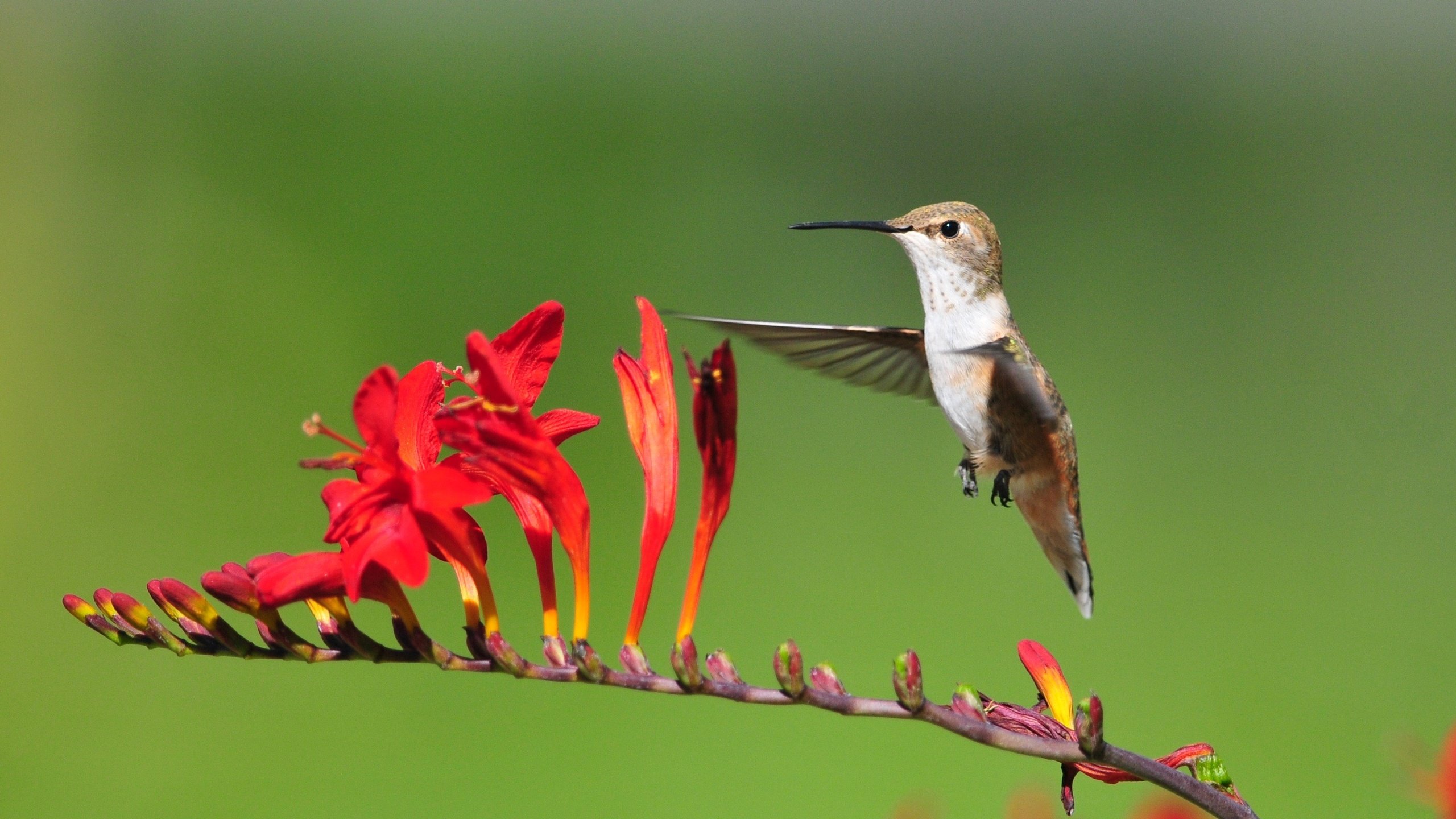 Обои цветы, полет, птица, колибри, flowers, flight, bird, hummingbird разрешение 3187x1793 Загрузить