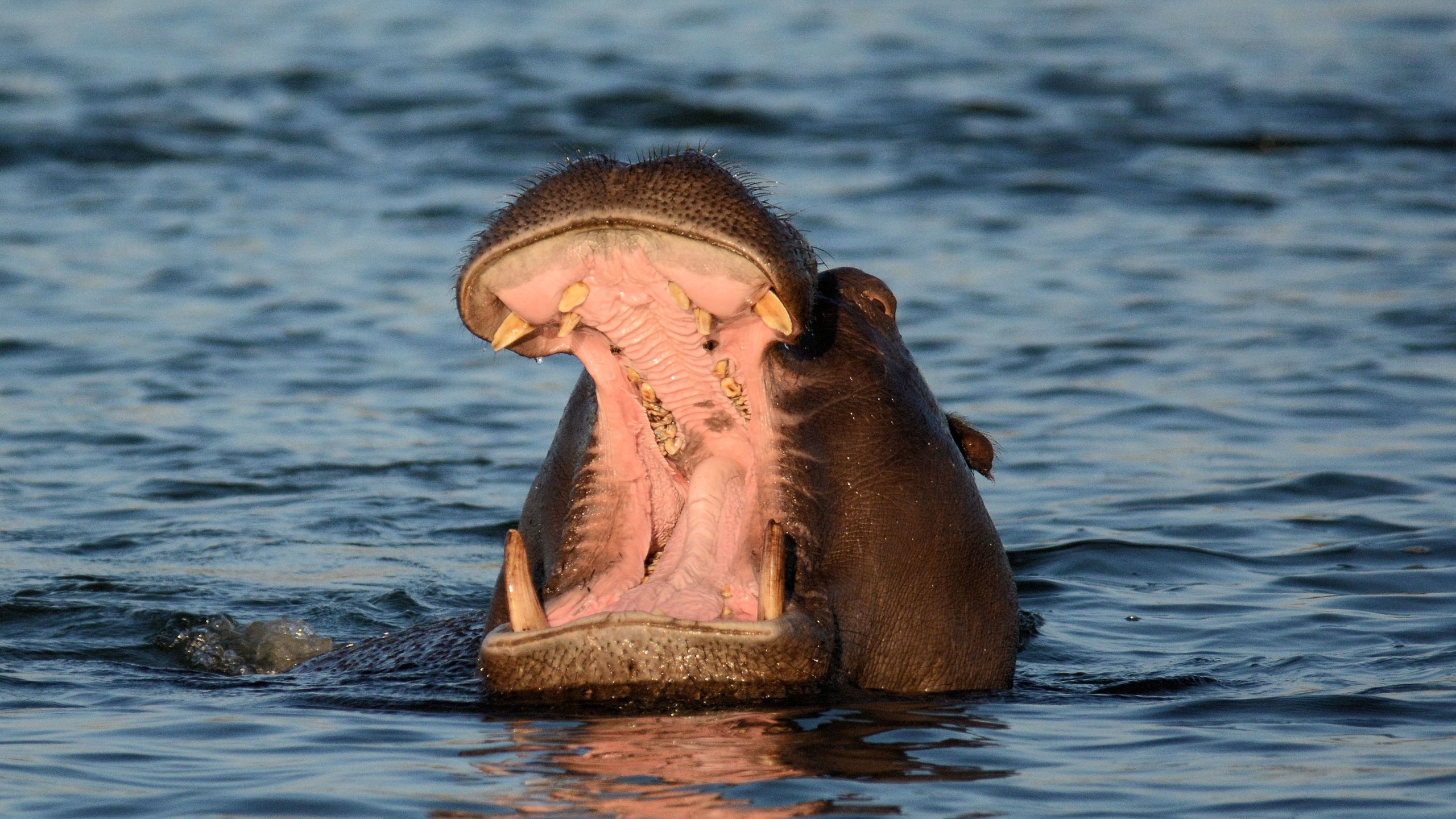 Обои морда, вода, пасть, бегемот, face, water, mouth, hippo разрешение 3735x2501 Загрузить