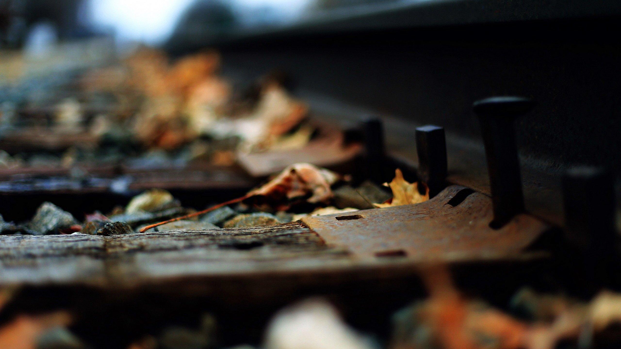 Обои железная дорога, рельсы, листья, макро, осень, railroad, rails, leaves, macro, autumn разрешение 2560x1706 Загрузить