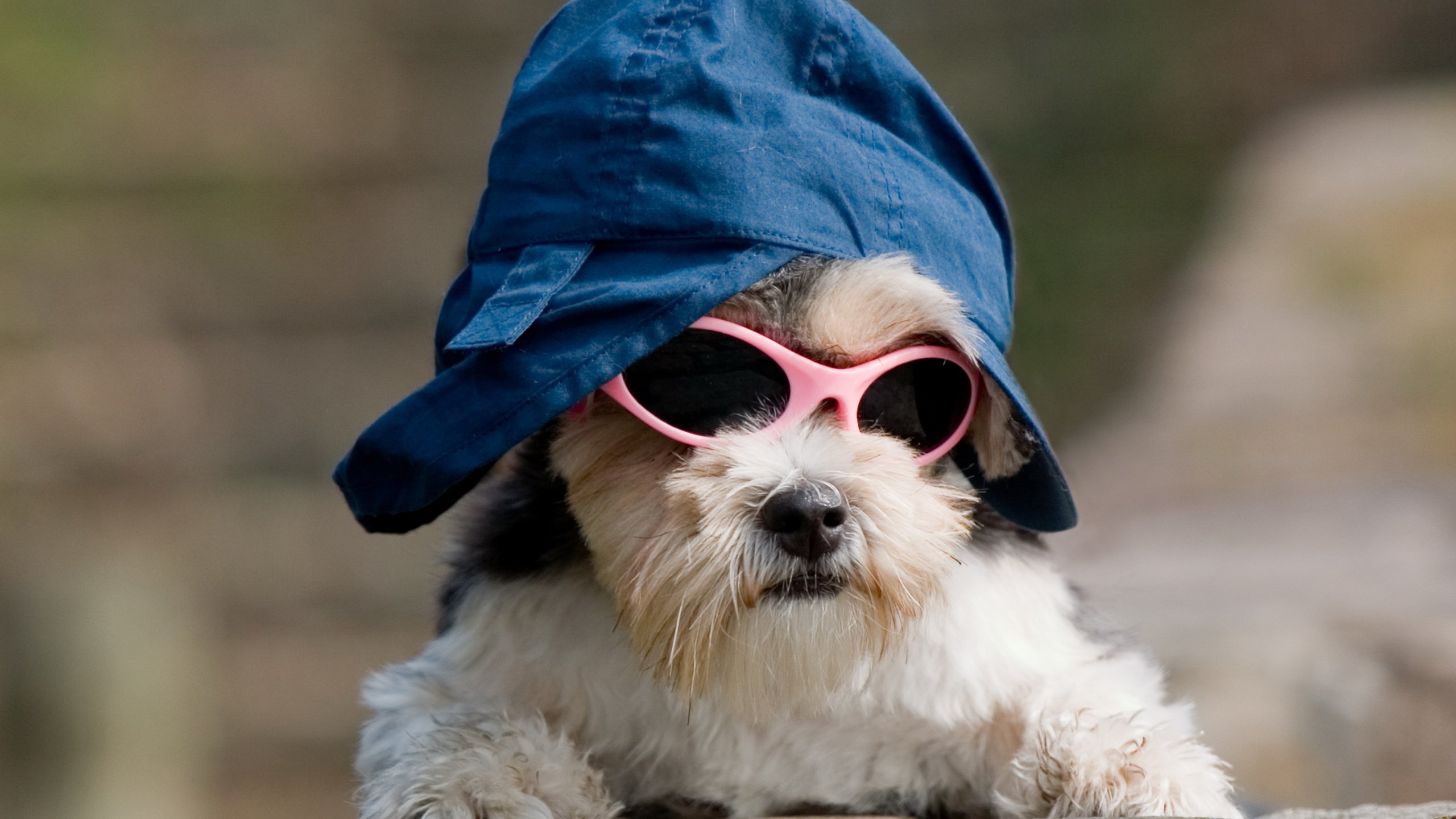 Обои собака, образ, песик, кепка, собачка, крутой, темные очки, прикид, имидж, dog, image, doggie, cap, cool, sunglasses, outfit разрешение 4096x2851 Загрузить