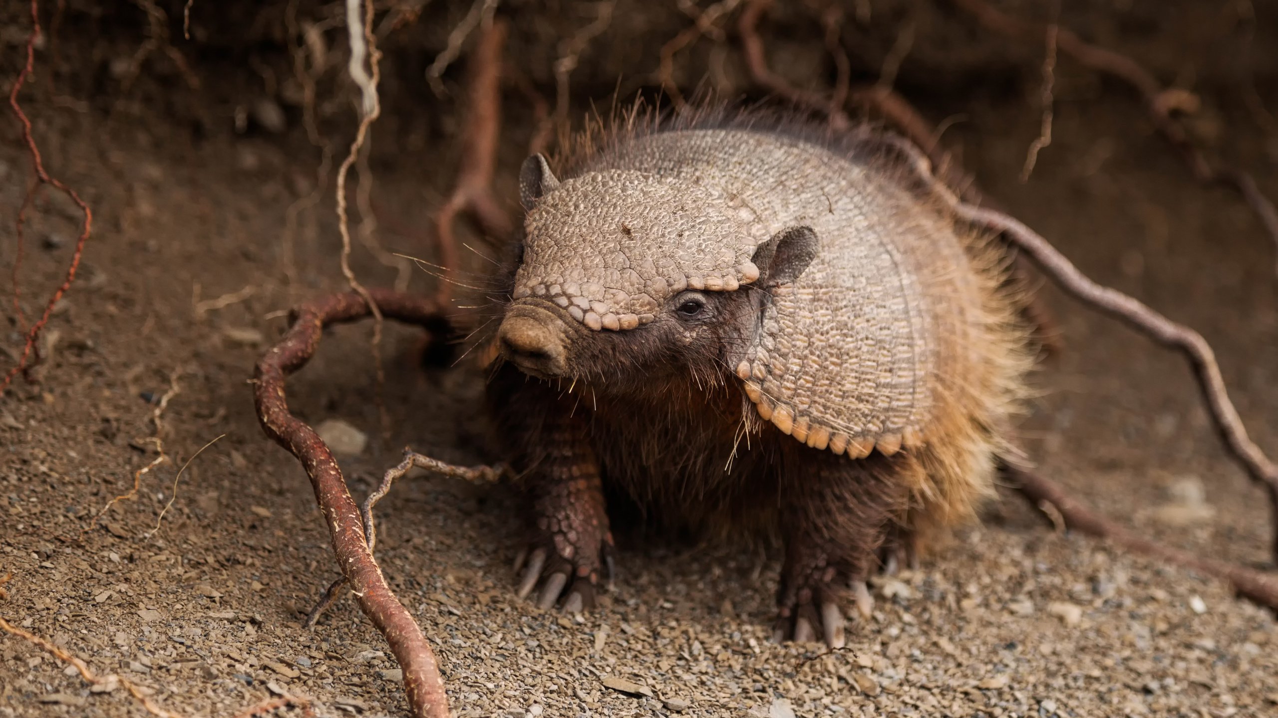 Обои южная америка, щетинистый, броненосец, chaetophractus villosus, south america, bristly, battleship разрешение 5611x3741 Загрузить