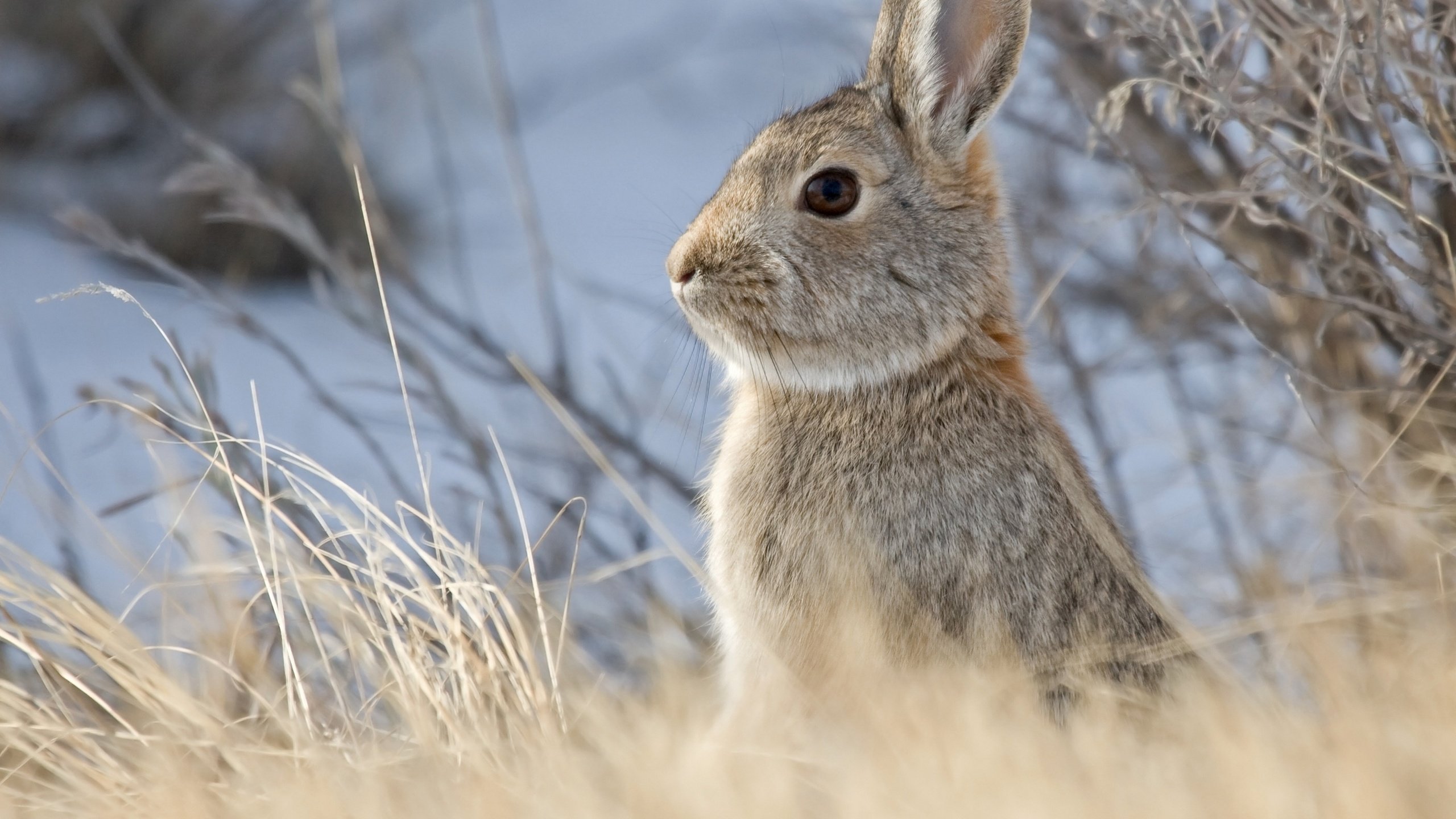 Обои небо, животные, кролик, заяц, грызун, былинки, the sky, animals, rabbit, hare, rodent, blade разрешение 2880x2304 Загрузить