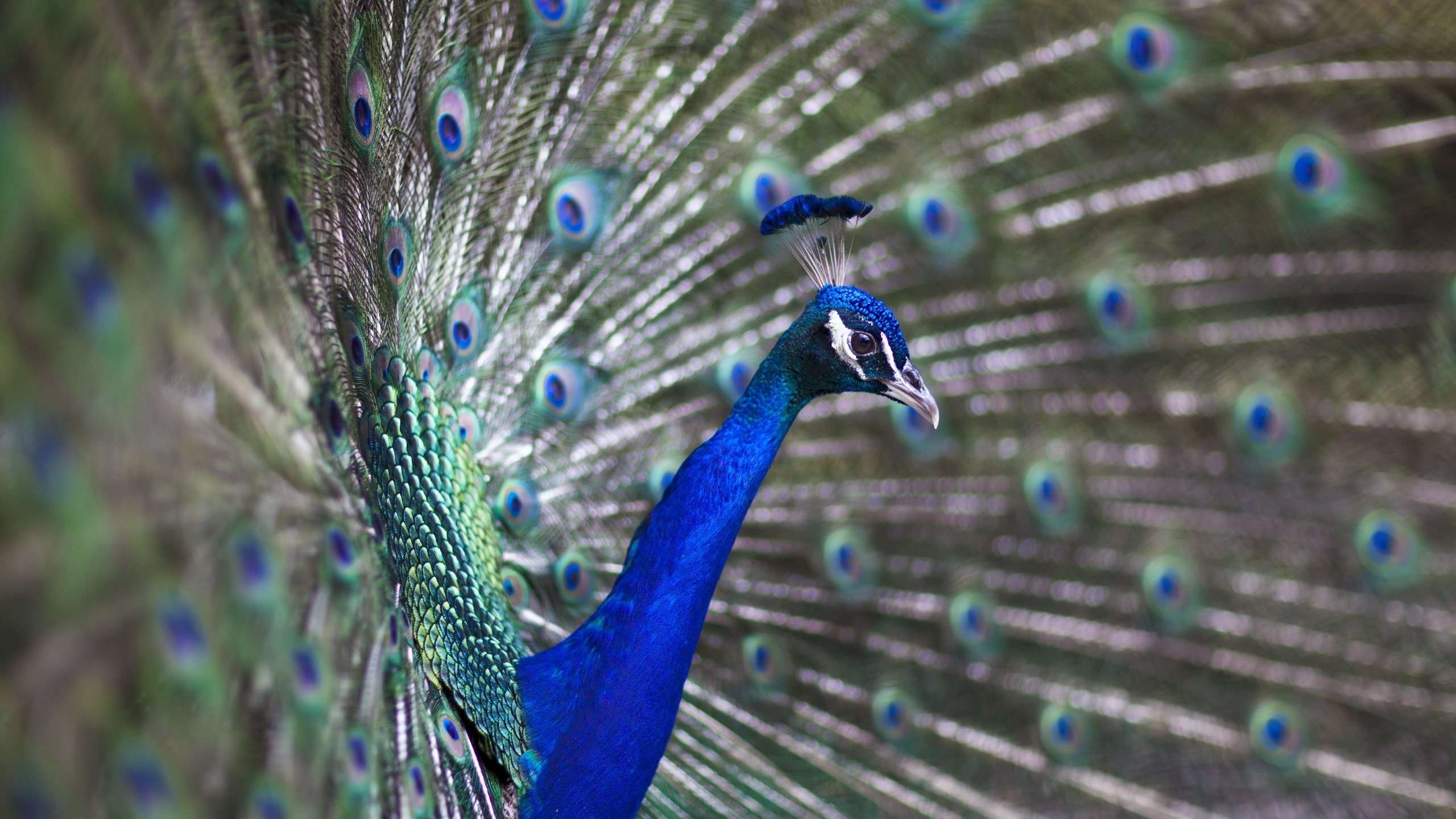 Обои птица, павлин, перья, хвост, bird, peacock, feathers, tail разрешение 2560x1707 Загрузить