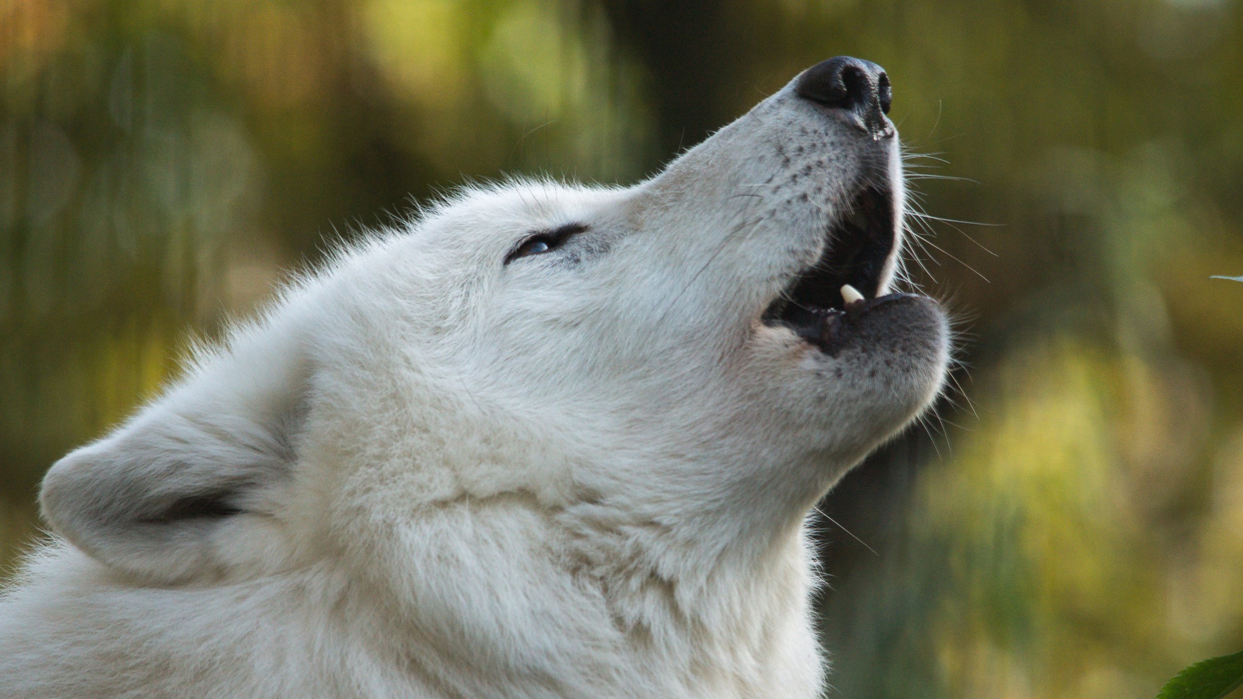 Обои морда, белый, волк, гудзонский волк, face, white, wolf, wolf hudson разрешение 3000x2000 Загрузить