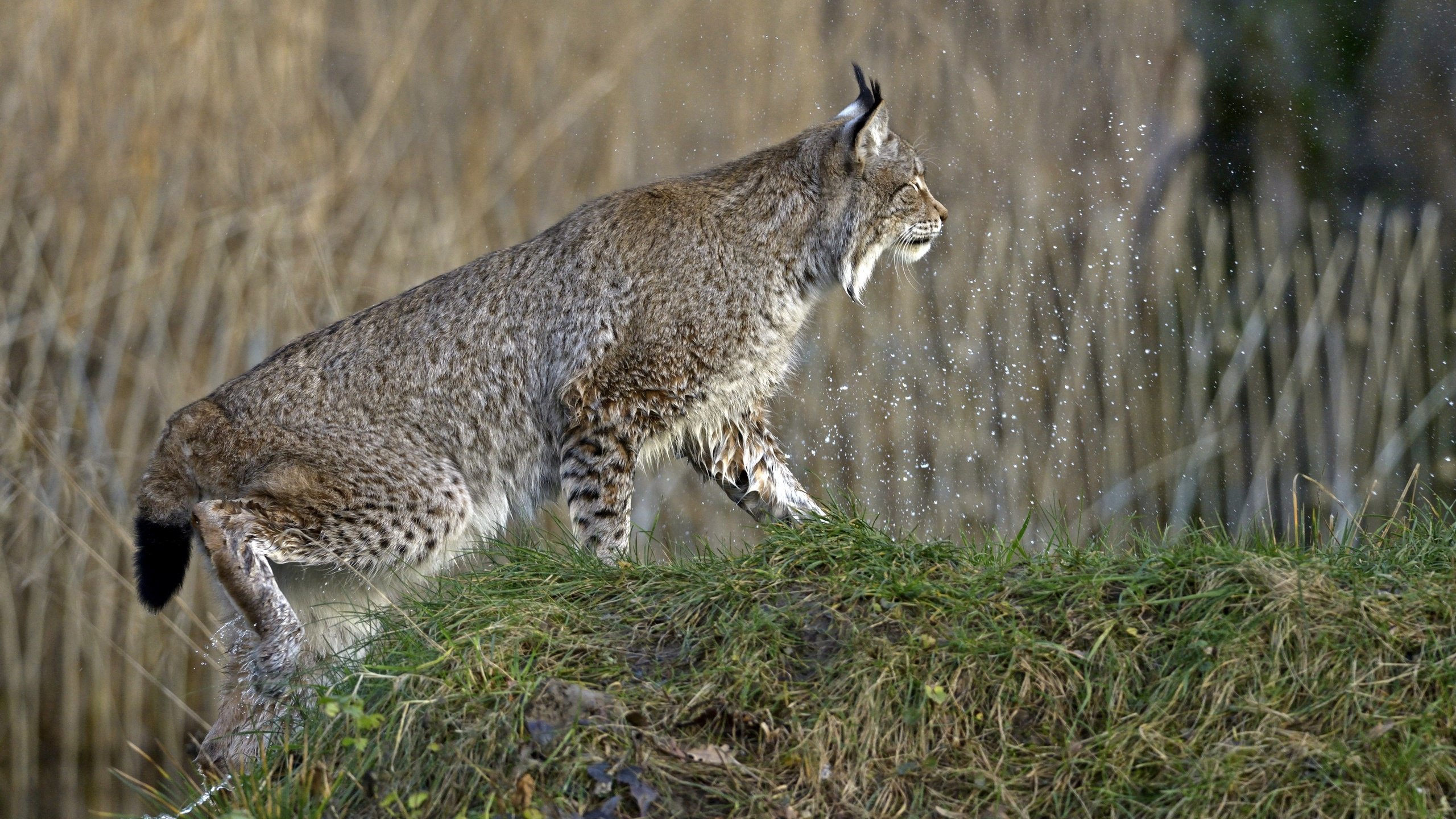 Обои трава, природа, рысь, кошка, брызги, профиль, холм, grass, nature, lynx, cat, squirt, profile, hill разрешение 2880x1922 Загрузить