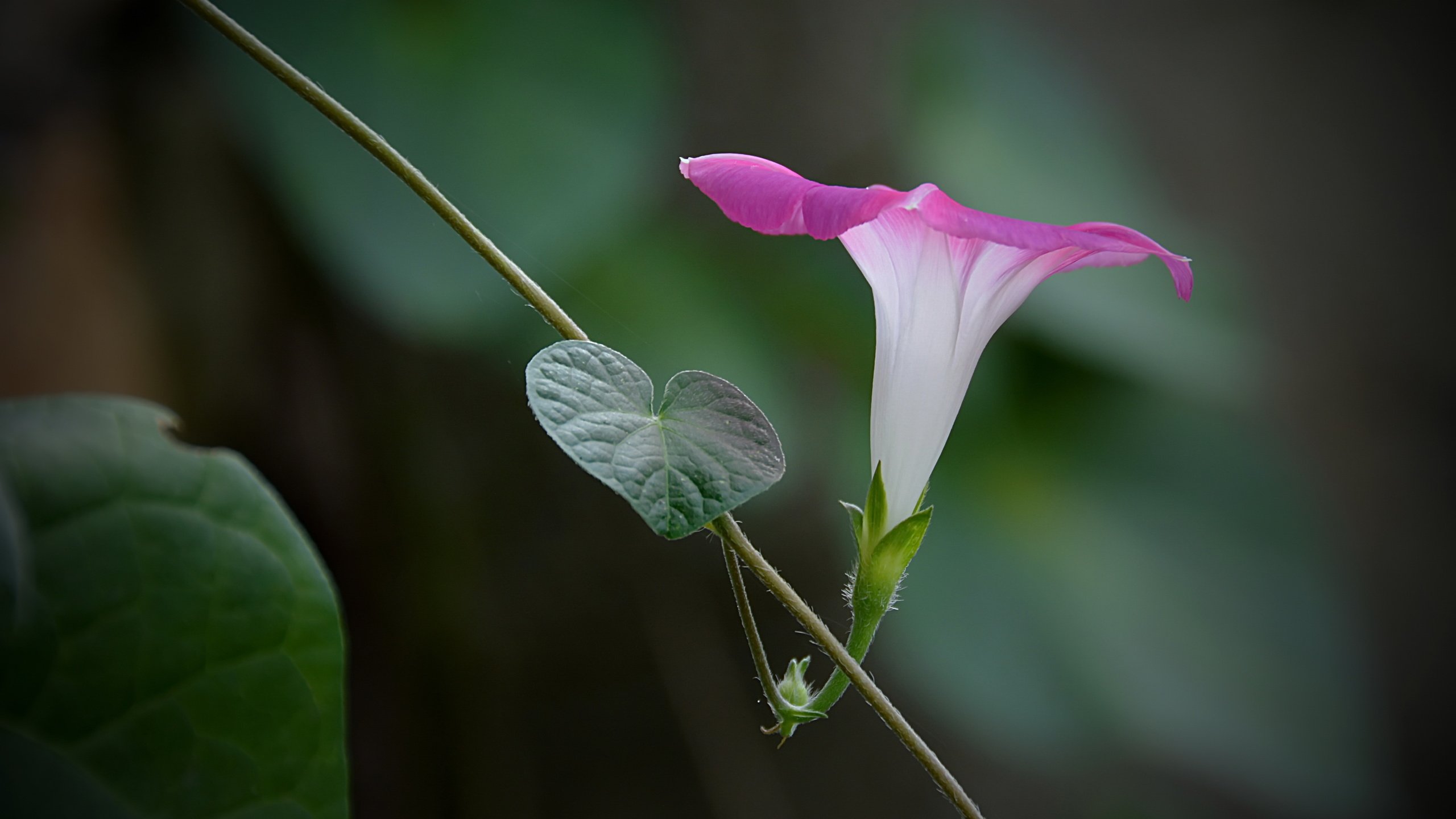 Обои цветок, лоза, розовая, вьюнок, ипомея, flower, vine, pink, bindweed, morning glory разрешение 4701x2909 Загрузить