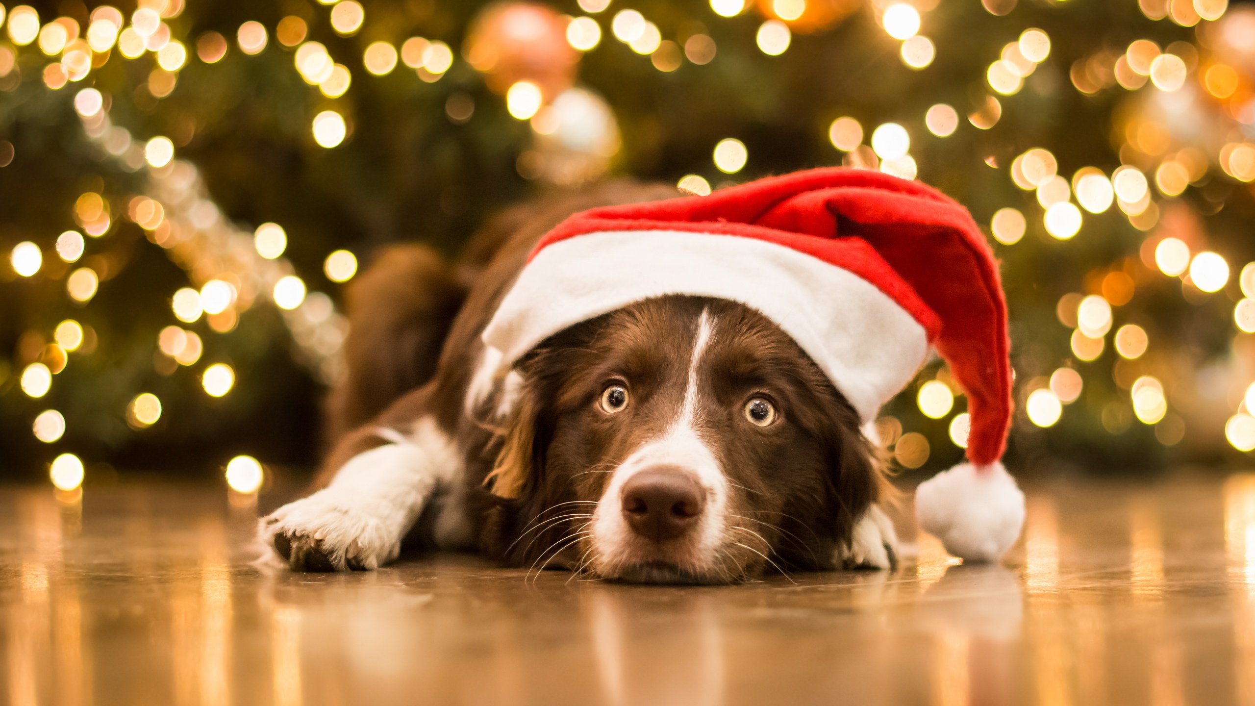 Обои морда, новый год, взгляд, собака, рождество, колпак, face, new year, look, dog, christmas, cap разрешение 5446x3425 Загрузить