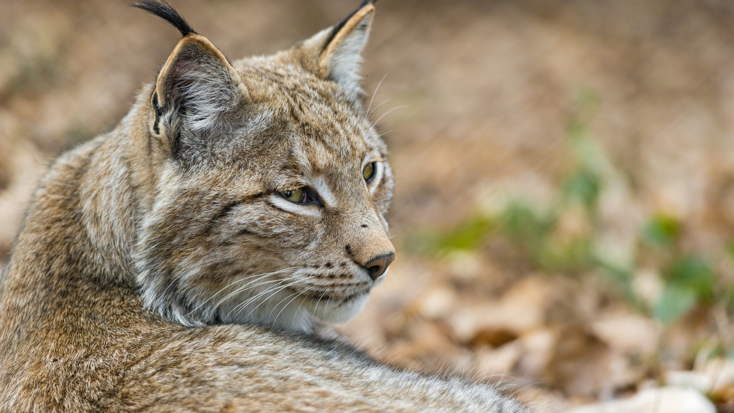 Обои морда, рысь, кошка, хищник, дикая кошка, ©tambako the jaguar, face, lynx, cat, predator, wild cat разрешение 2880x1922 Загрузить