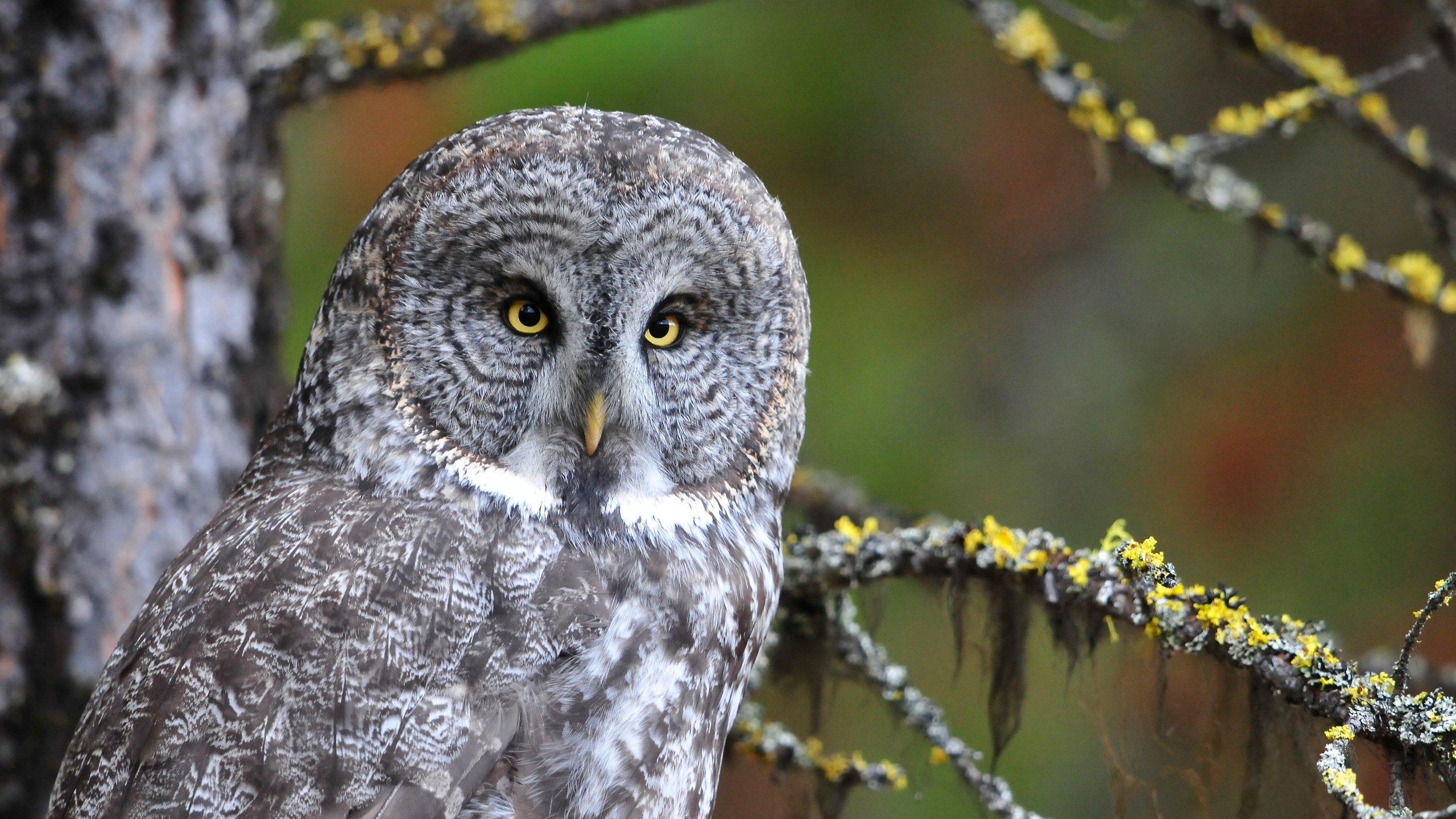 Обои глаза, сова, взгляд, птица, eyes, owl, look, bird разрешение 4188x2356 Загрузить