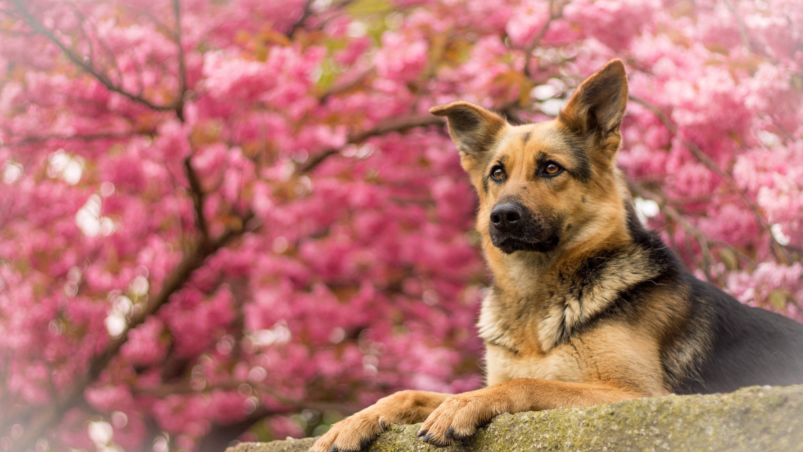 Обои портрет, собака, немецкая овчарка, овчарка, portrait, dog, german shepherd, shepherd разрешение 4076x2320 Загрузить