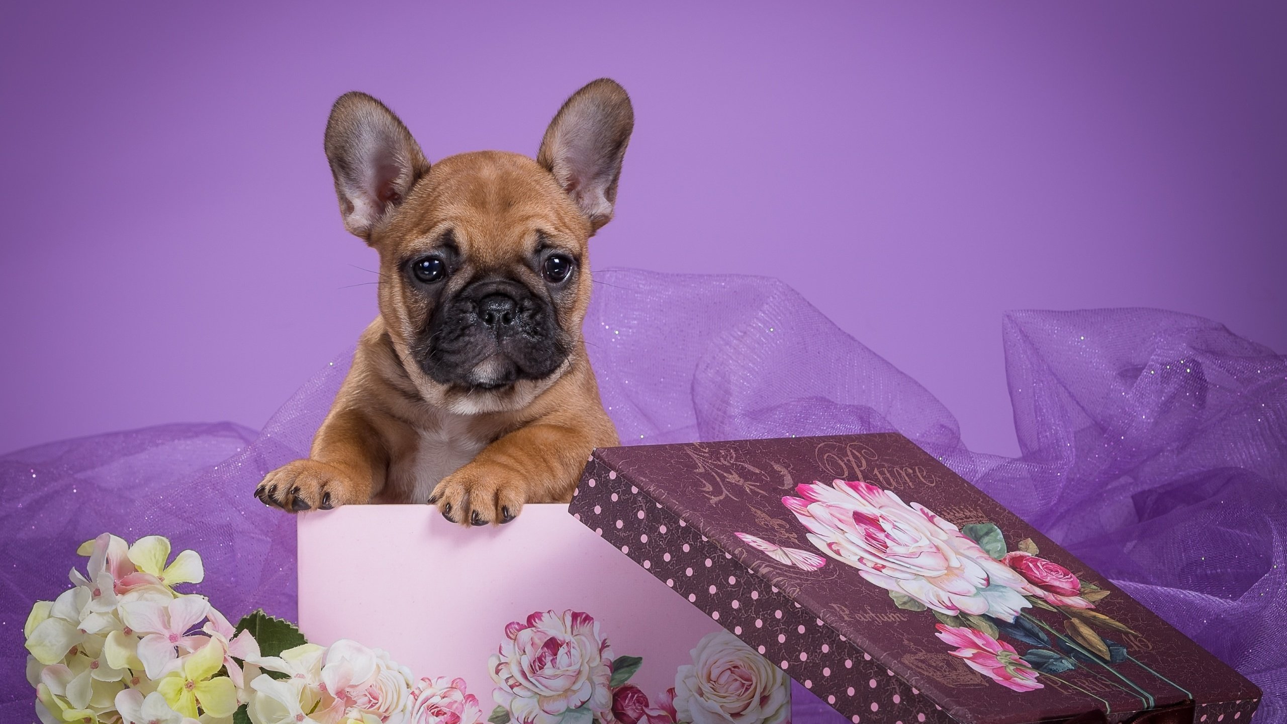 Обои цветы, собака, щенок, коробка, вуаль, французский бульдог, flowers, dog, puppy, box, veil, french bulldog разрешение 3300x2093 Загрузить