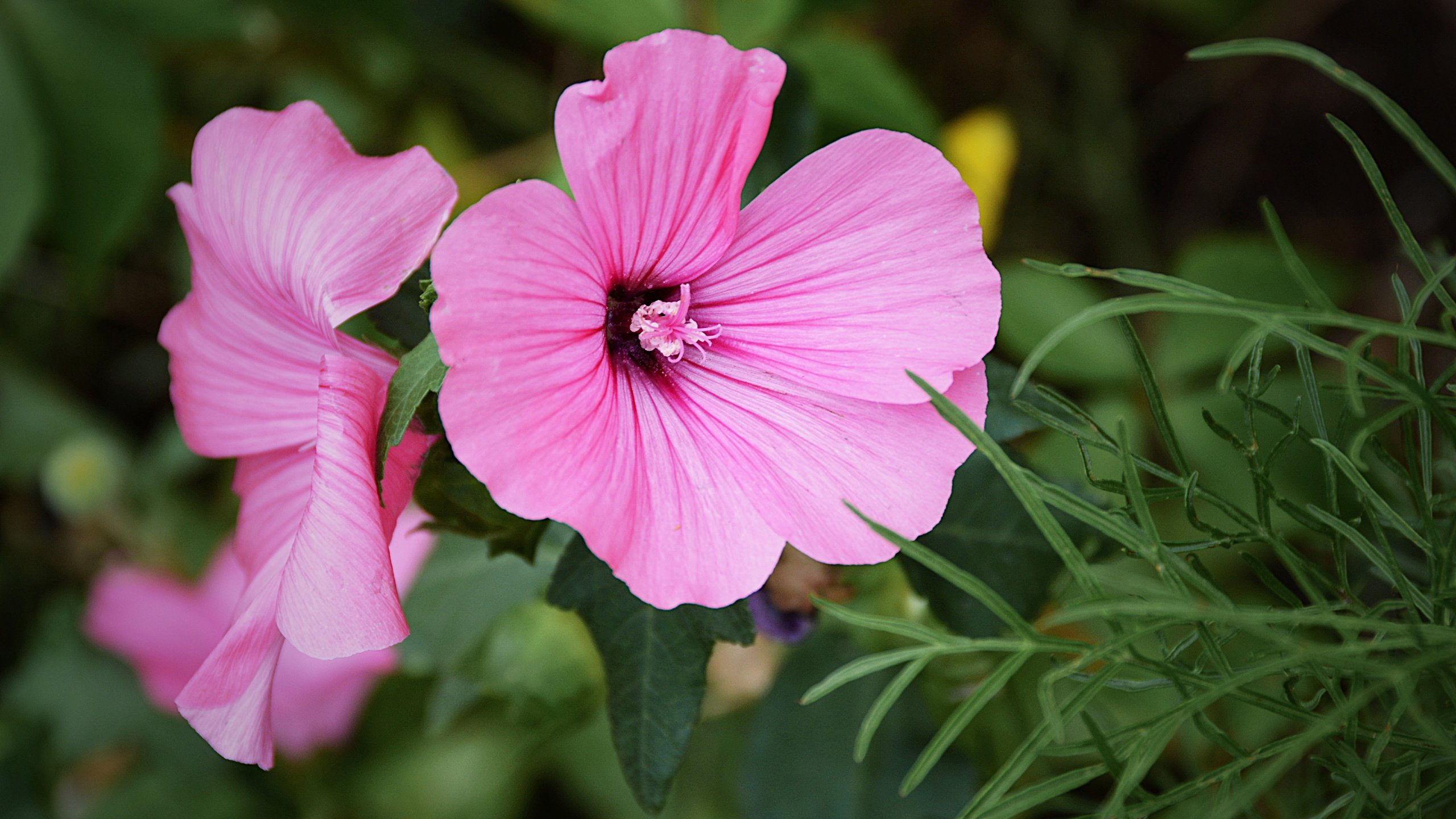 Обои цветы, макро, розовые, лаватера, flowers, macro, pink, lavatera разрешение 5314x3419 Загрузить