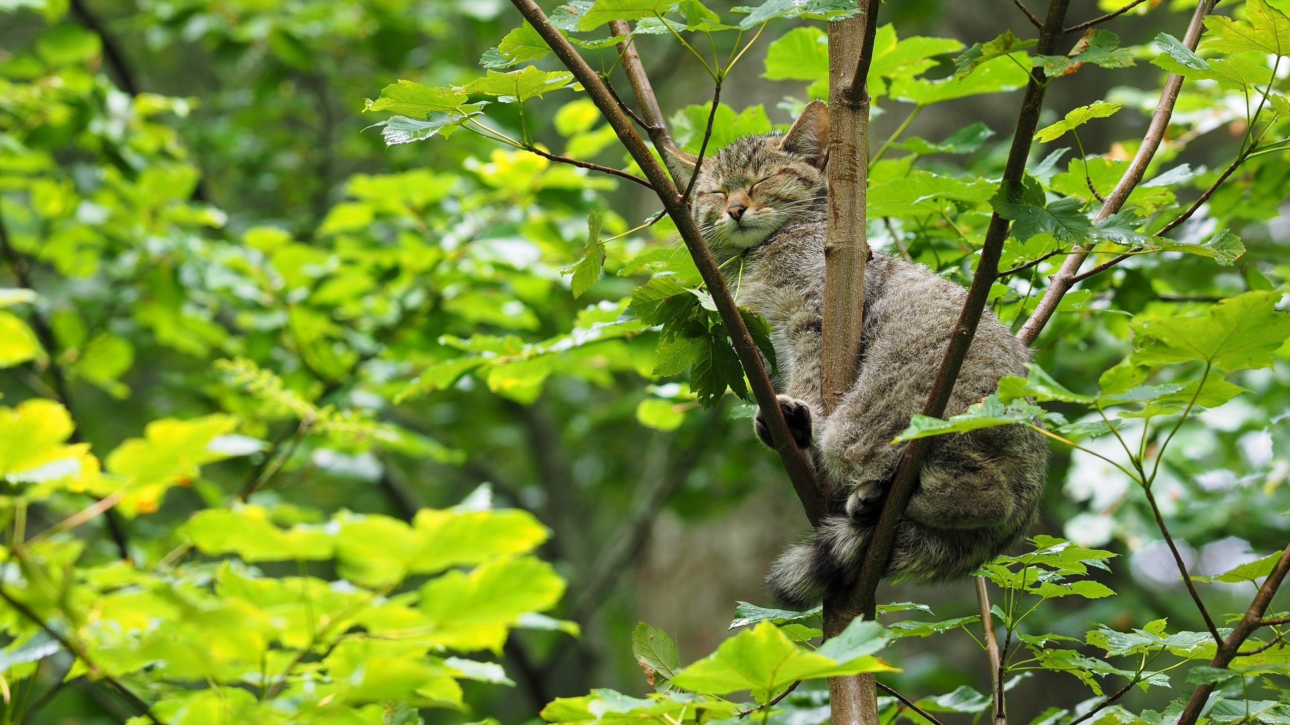 Обои дерево, кошка, сон, лесная, дикая кошка, спящая, tree, cat, sleep, forest, wild cat, sleeping разрешение 3600x2400 Загрузить