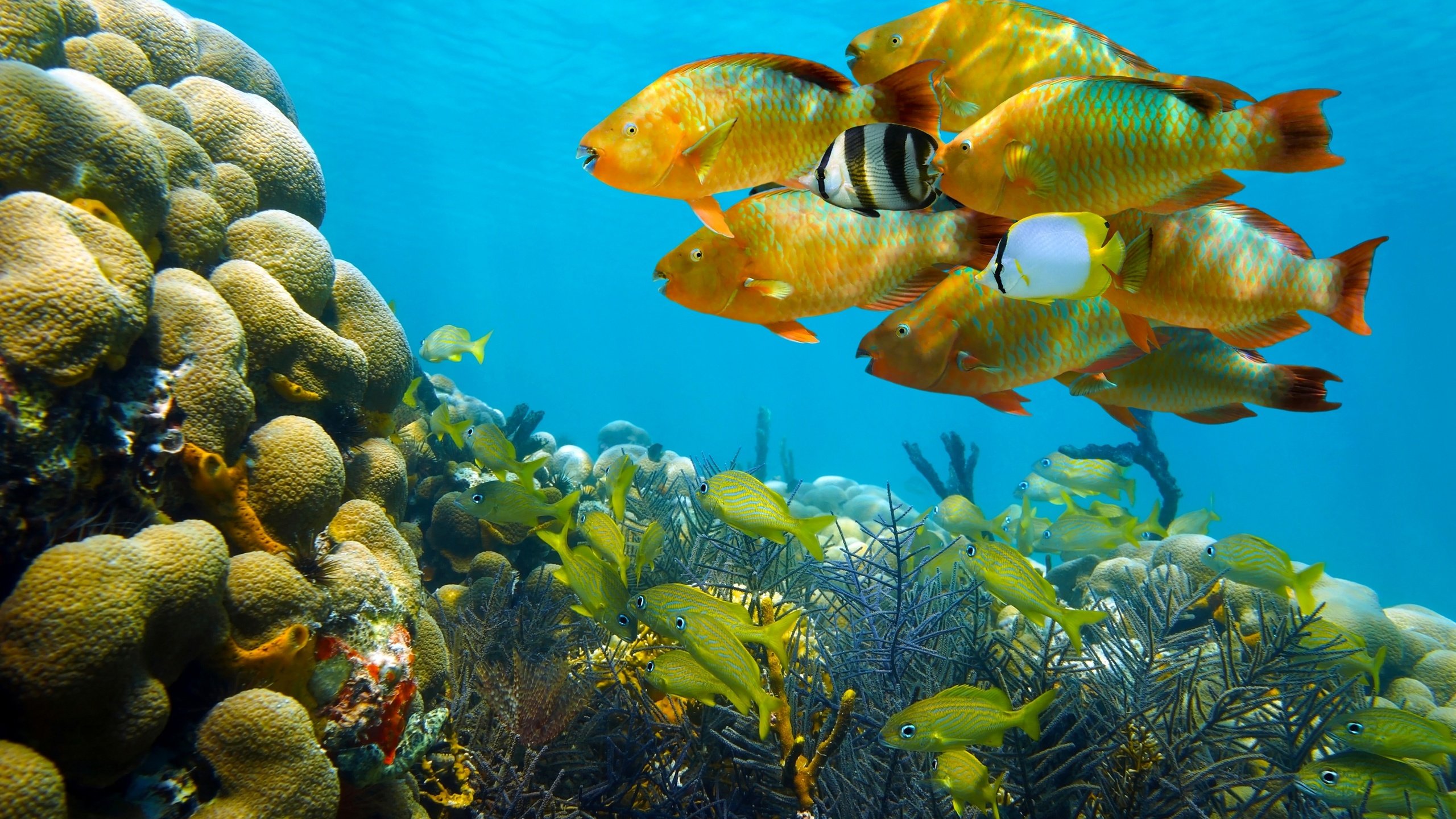 Фото подводного мира морей и океанов