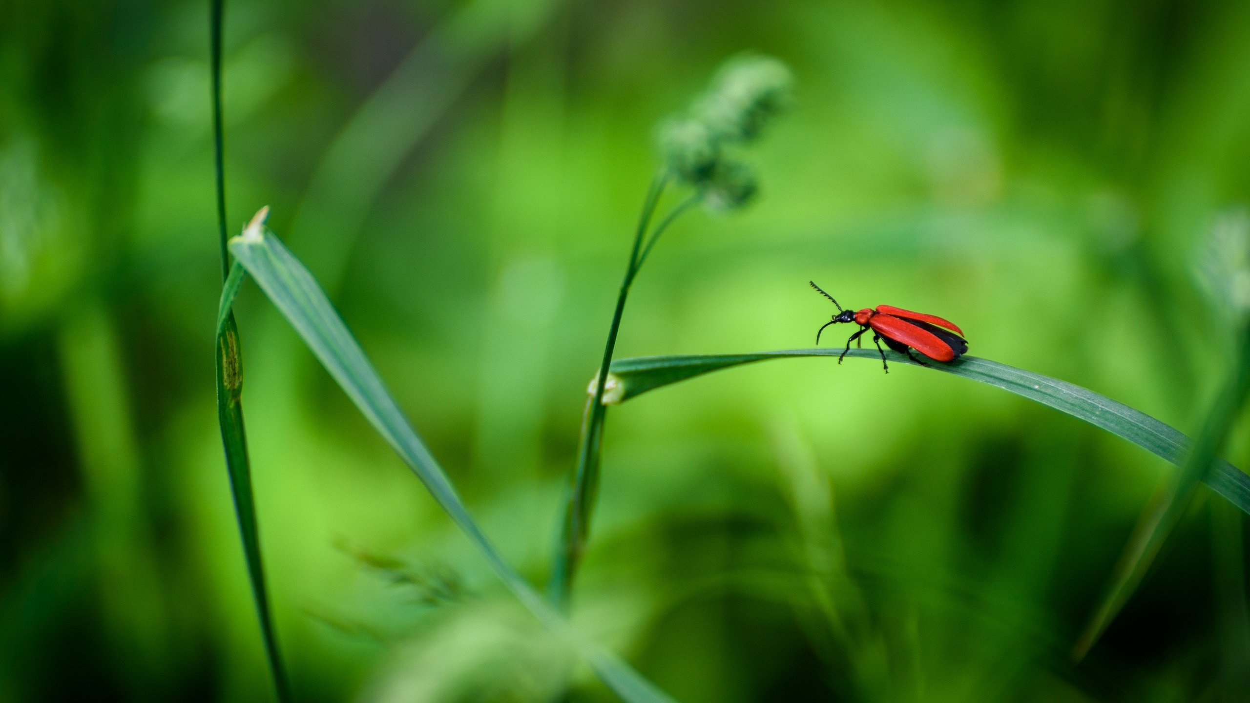 Обои трава, жук, макро, насекомое, grass, beetle, macro, insect разрешение 2880x1923 Загрузить