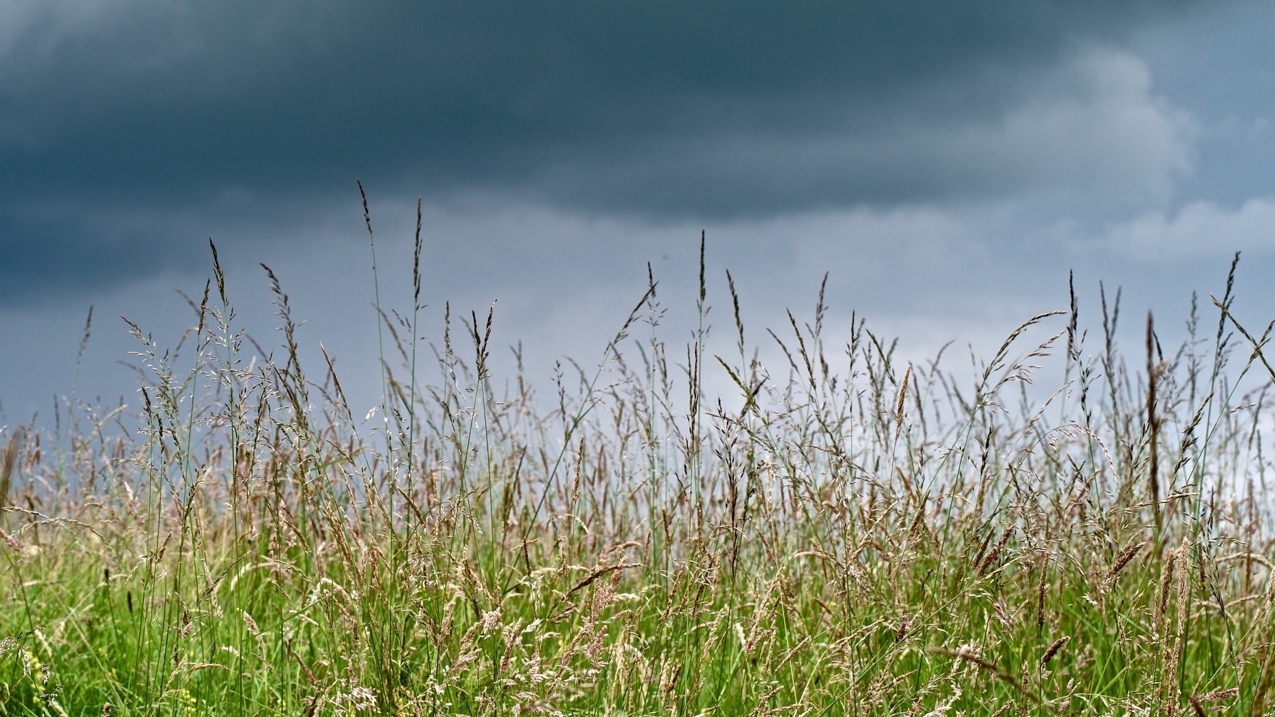 Обои трава, тучи, макро, лето, луг, grass, clouds, macro, summer, meadow разрешение 2560x1920 Загрузить