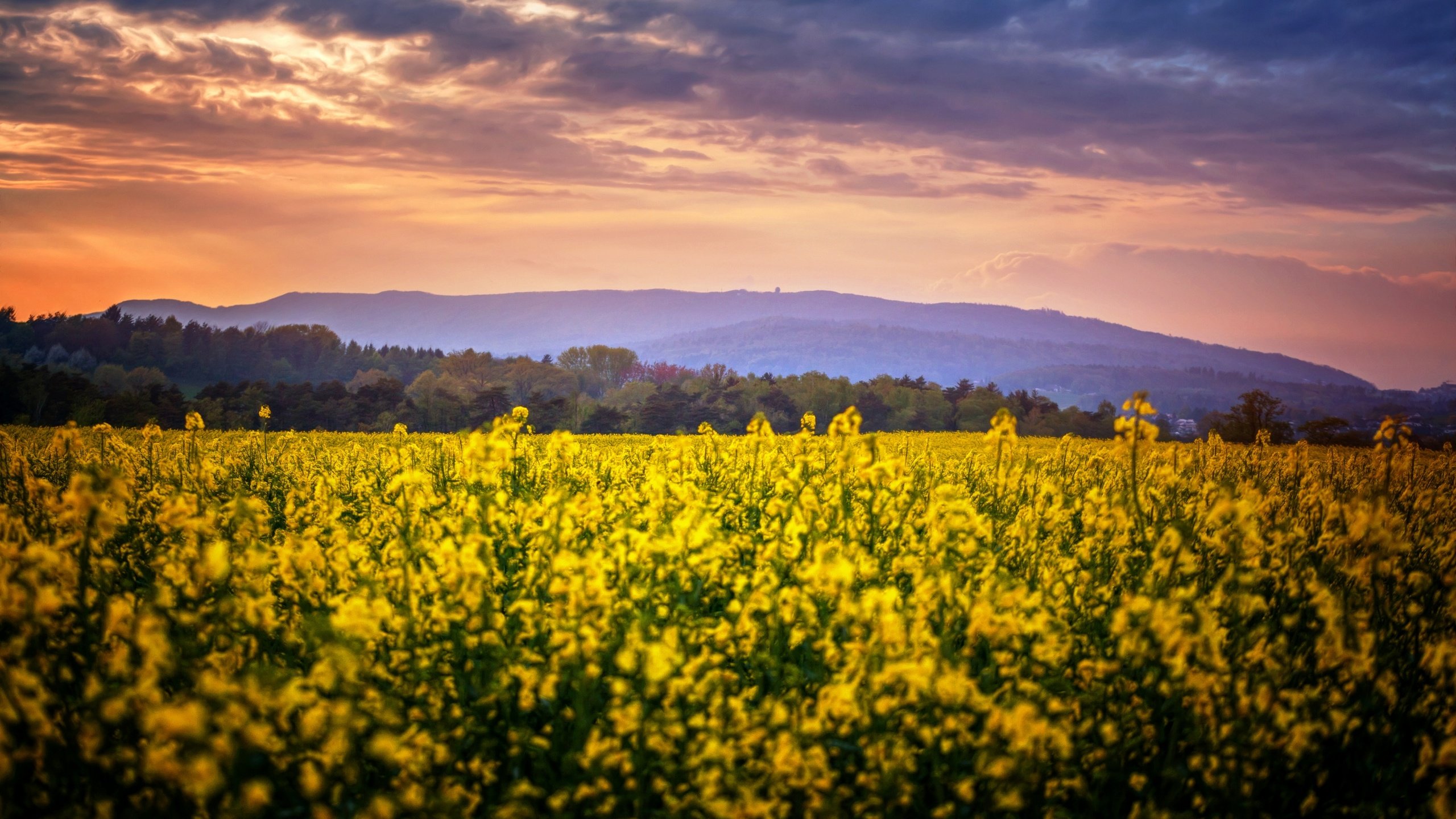 Обои цветы, природа, поле, flowers, nature, field разрешение 2880x1728 Загрузить