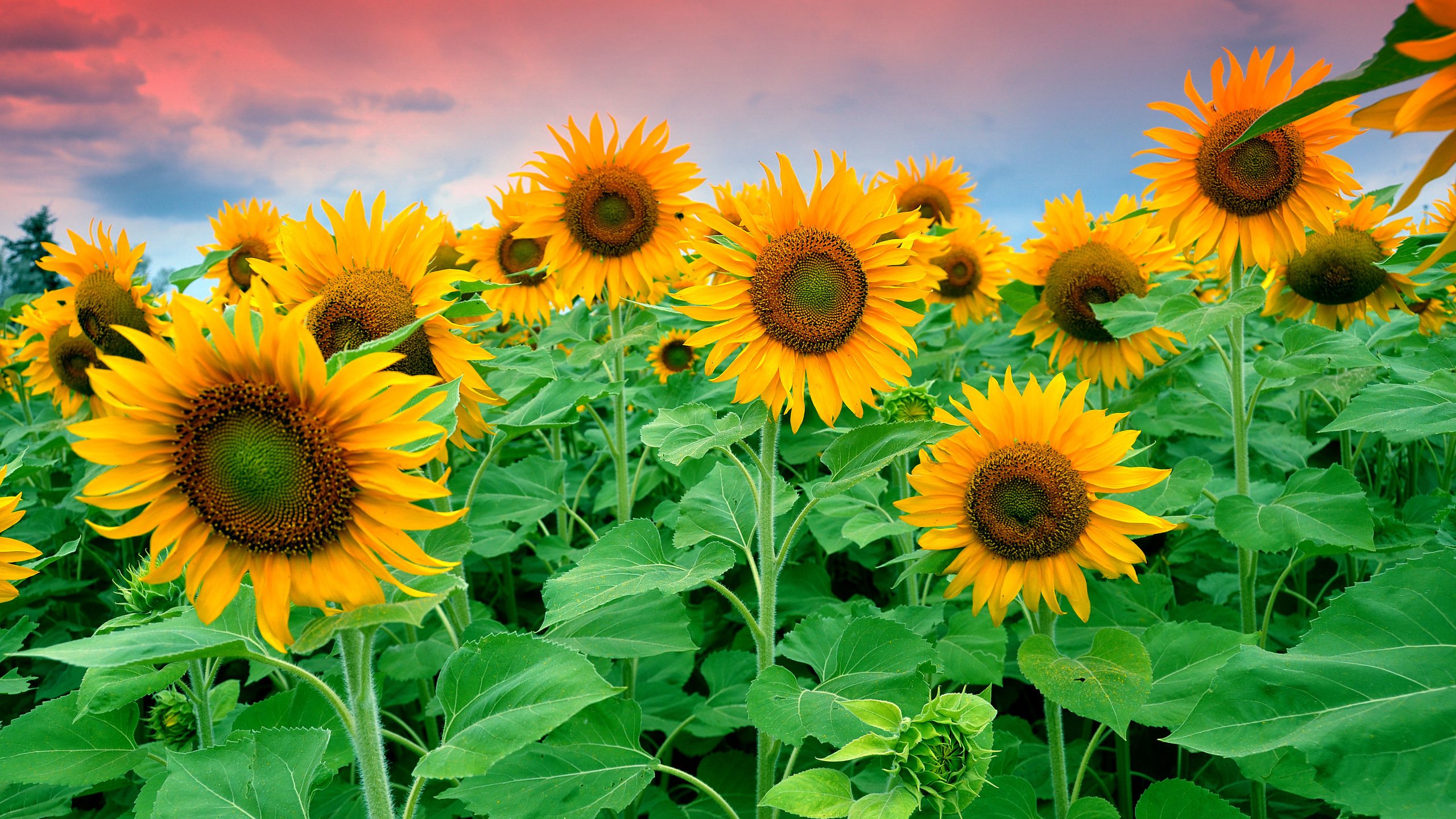 Обои небо, цветы, облака, листья, поле, подсолнухи, the sky, flowers, clouds, leaves, field, sunflowers разрешение 4262x2654 Загрузить