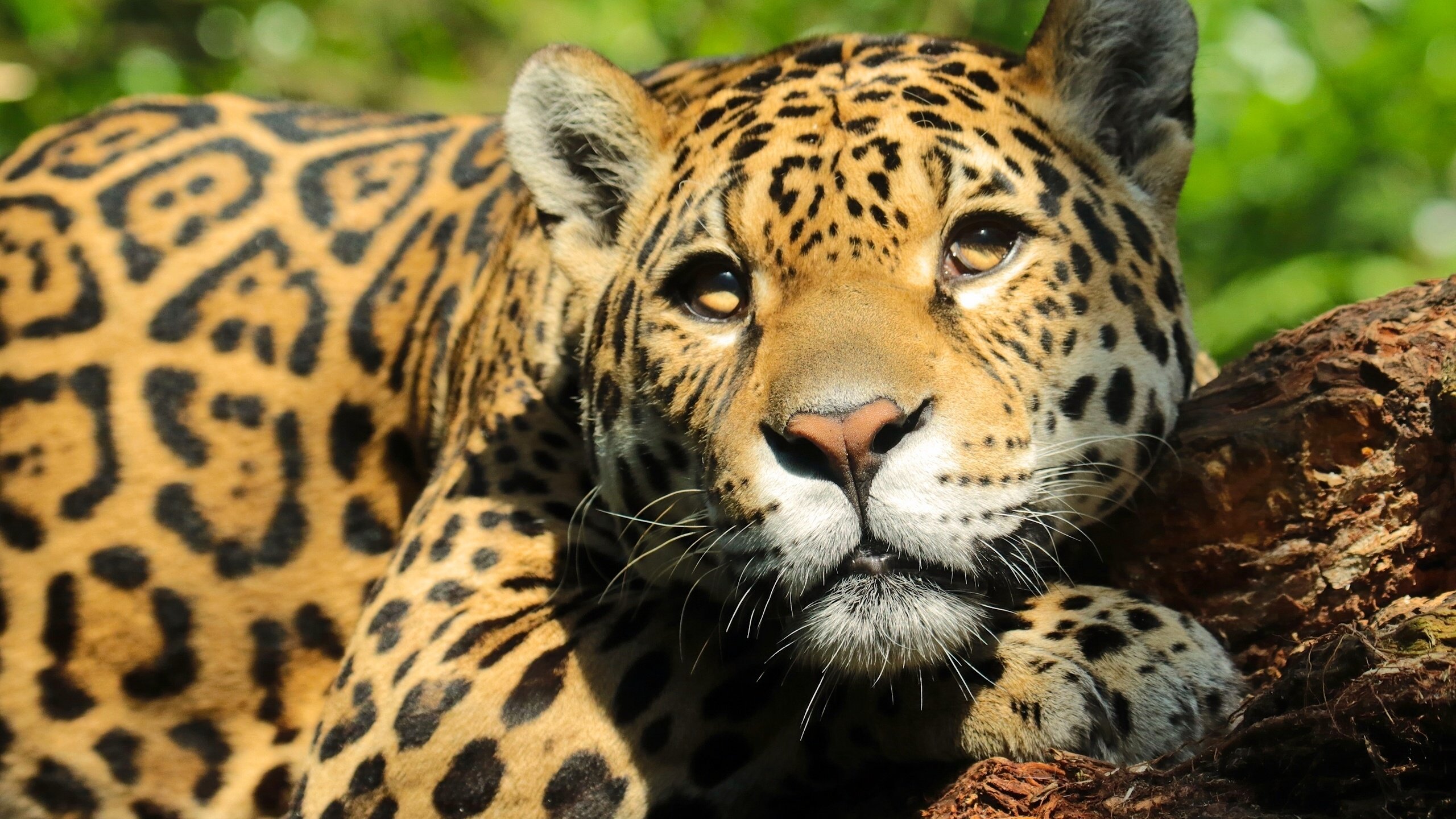 Обои морда, взгляд, ягуар, face, look, jaguar разрешение 2560x1729 Загрузить