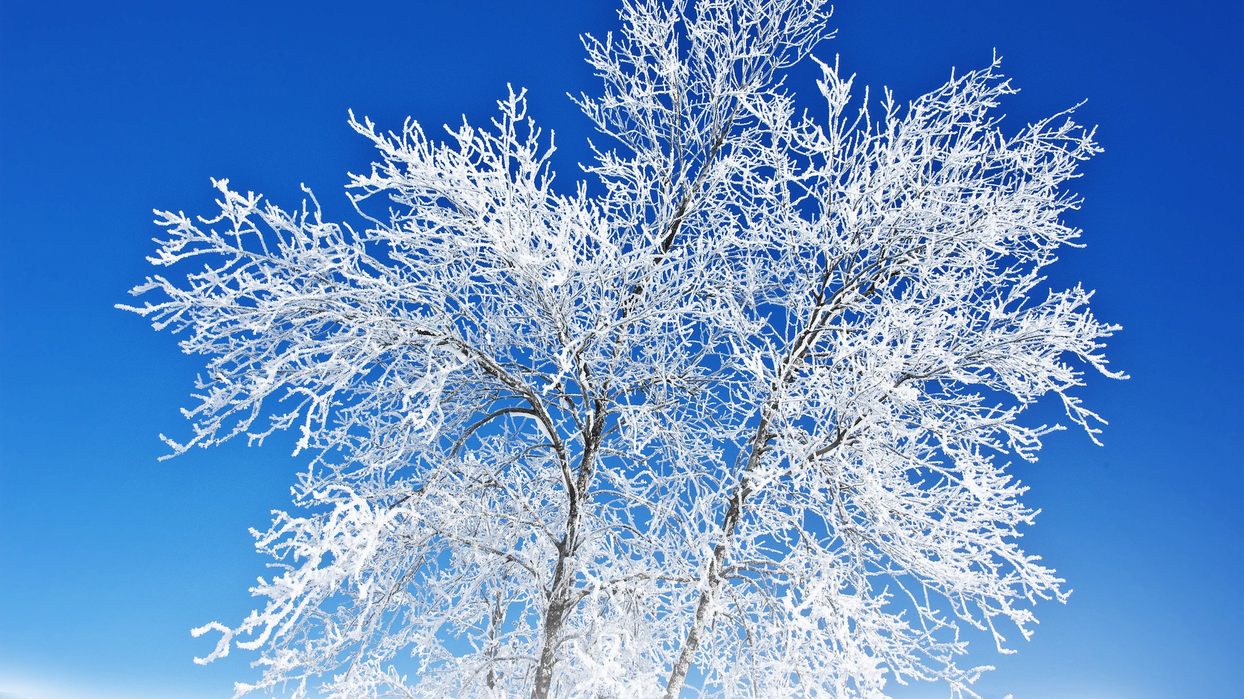 Обои небо, снег, природа, дерево, зима, пейзаж, иней, the sky, snow, nature, tree, winter, landscape, frost разрешение 3000x2132 Загрузить