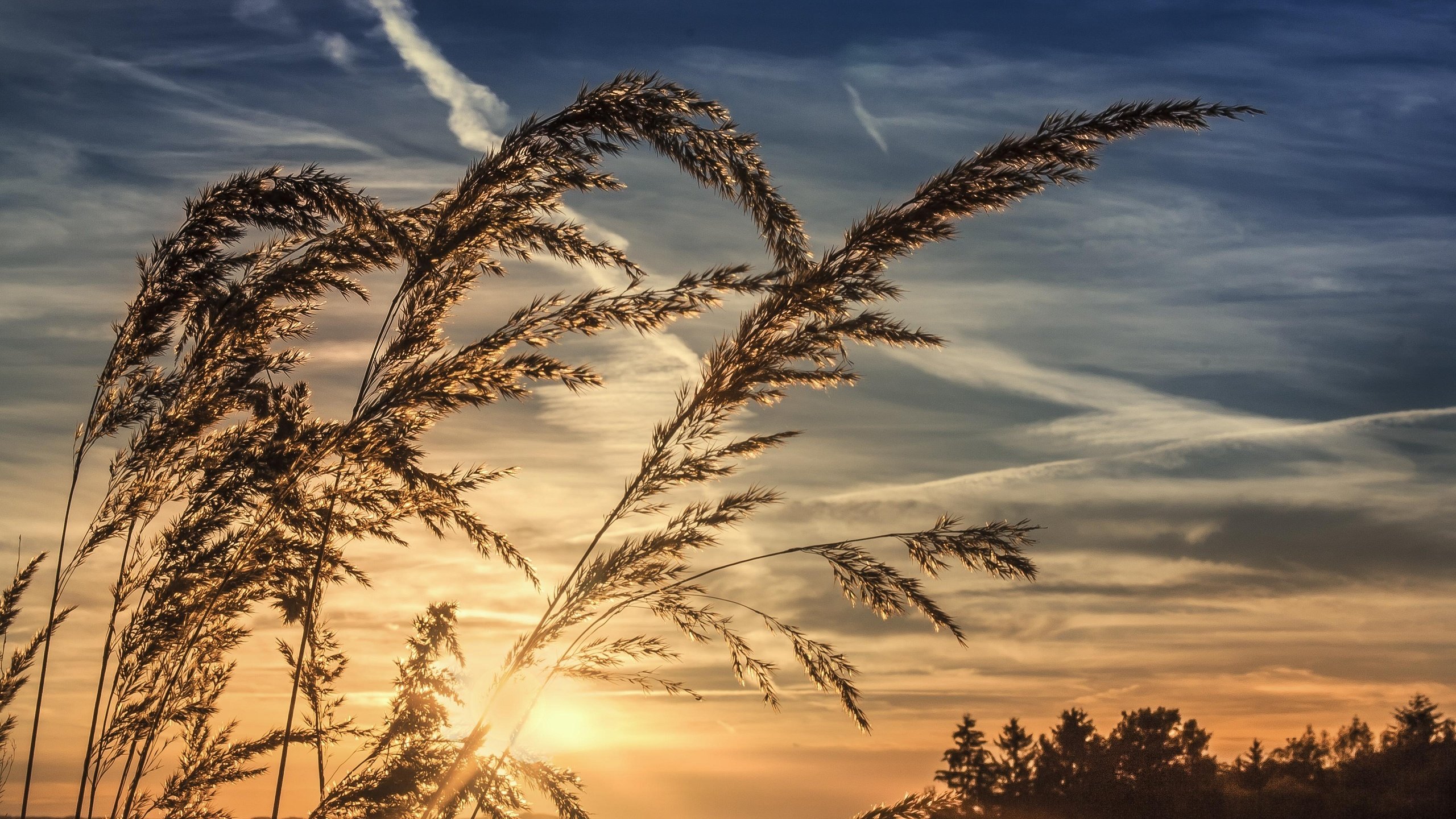 Обои небо, трава, облака, природа, закат, горизонт, колоски, the sky, grass, clouds, nature, sunset, horizon, spikelets разрешение 3888x2592 Загрузить