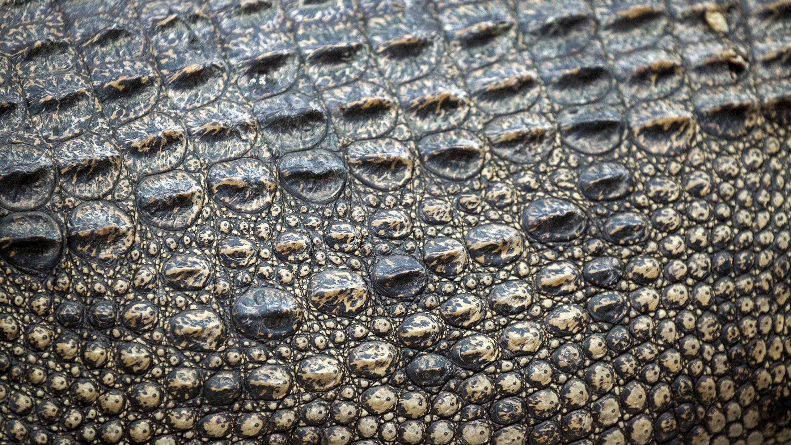 Обои кожа, крокодил, етекстура, кожи, leather, crocodile, texture, skin разрешение 2880x1918 Загрузить