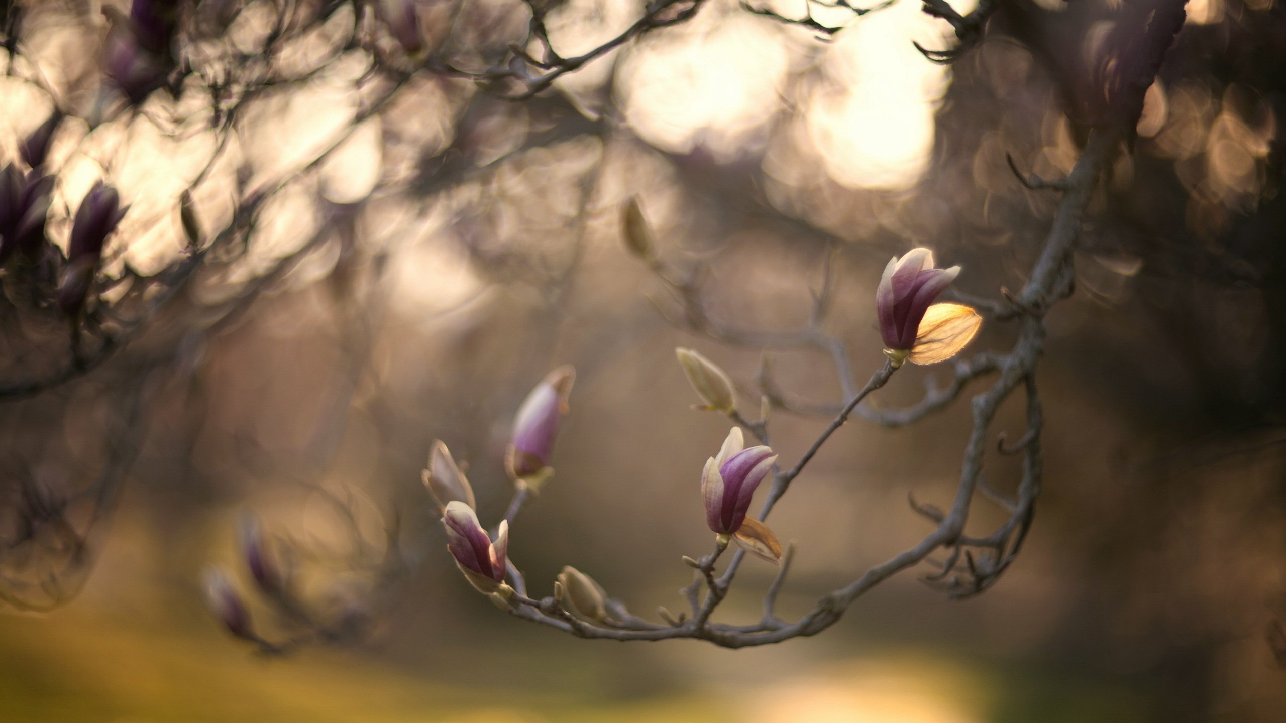 Обои природа, дерево, цветение, ветки, весна, боке, магнолия, nature, tree, flowering, branches, spring, bokeh, magnolia разрешение 2560x1600 Загрузить