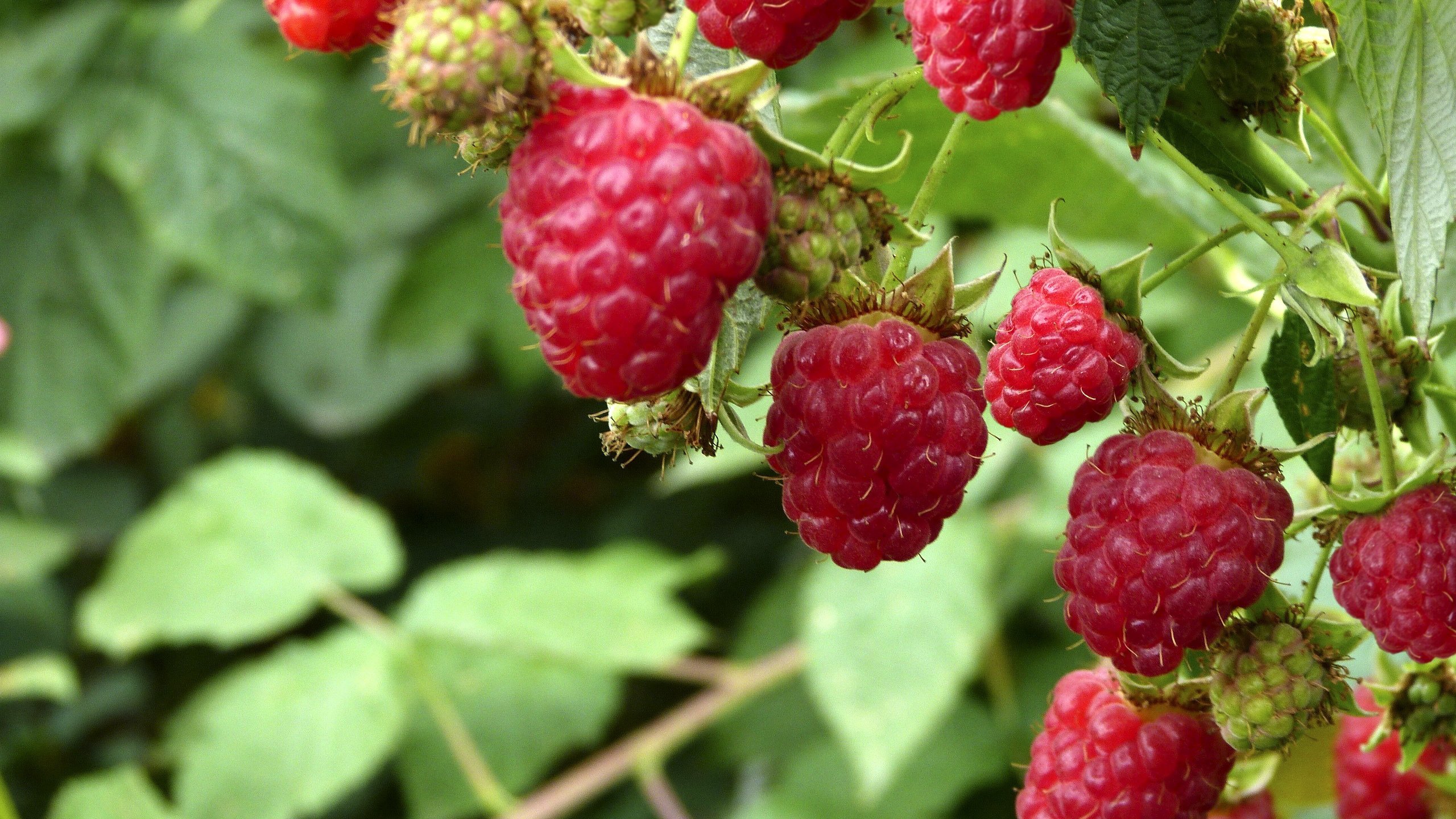 Обои малина, лето, ягоды, кустарник, raspberry, summer, berries, shrub разрешение 2560x1824 Загрузить