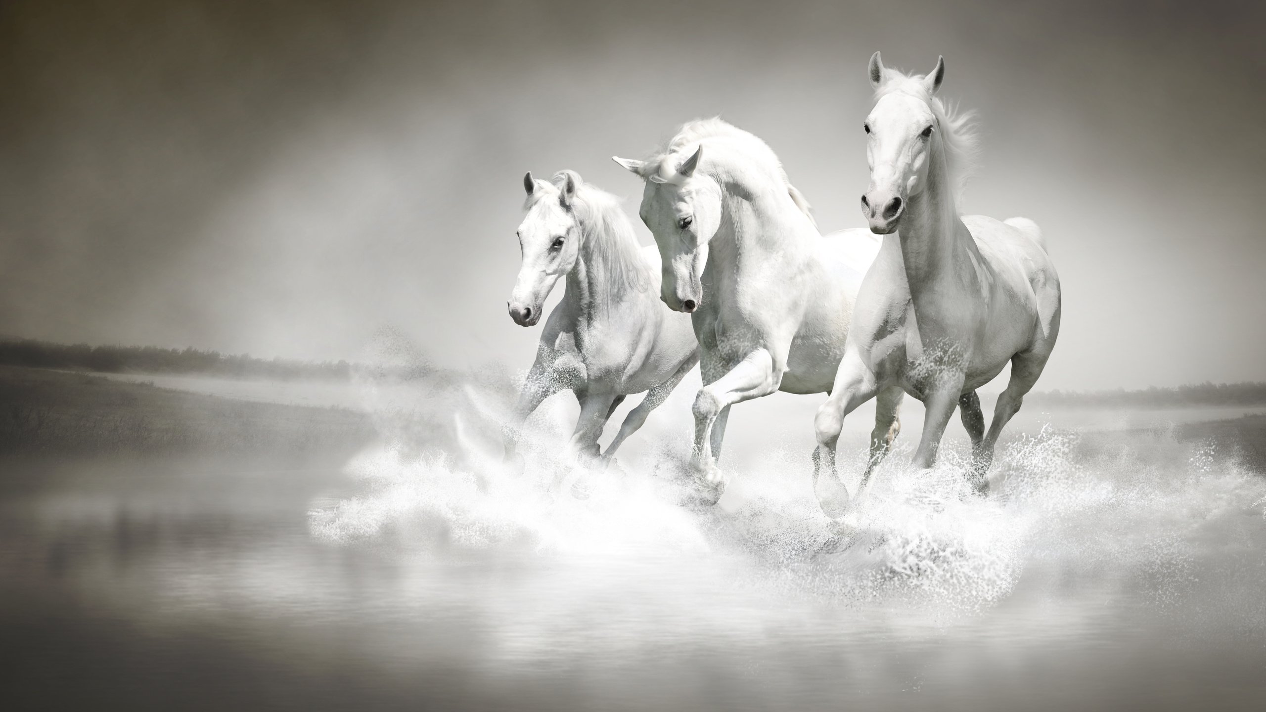 Обои река, туман, поле, белые, лошади, кони, три, тройка, скачут, jump, river, fog, field, white, horse, horses, three разрешение 4928x3264 Загрузить
