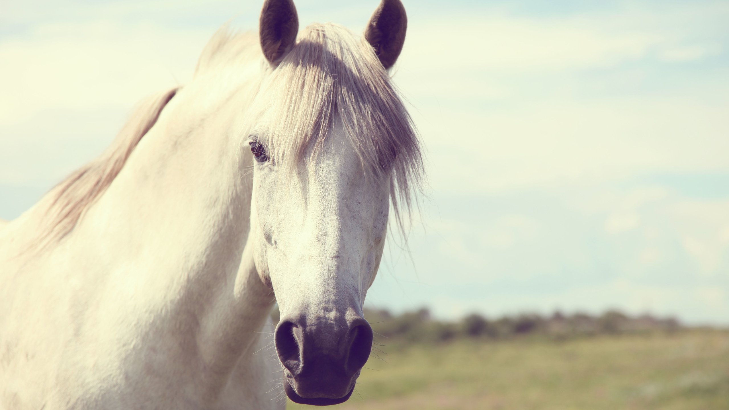 Обои морда, небо, лошадь, поле, взгляд, конь, грива, face, the sky, horse, field, look, mane разрешение 5616x3744 Загрузить