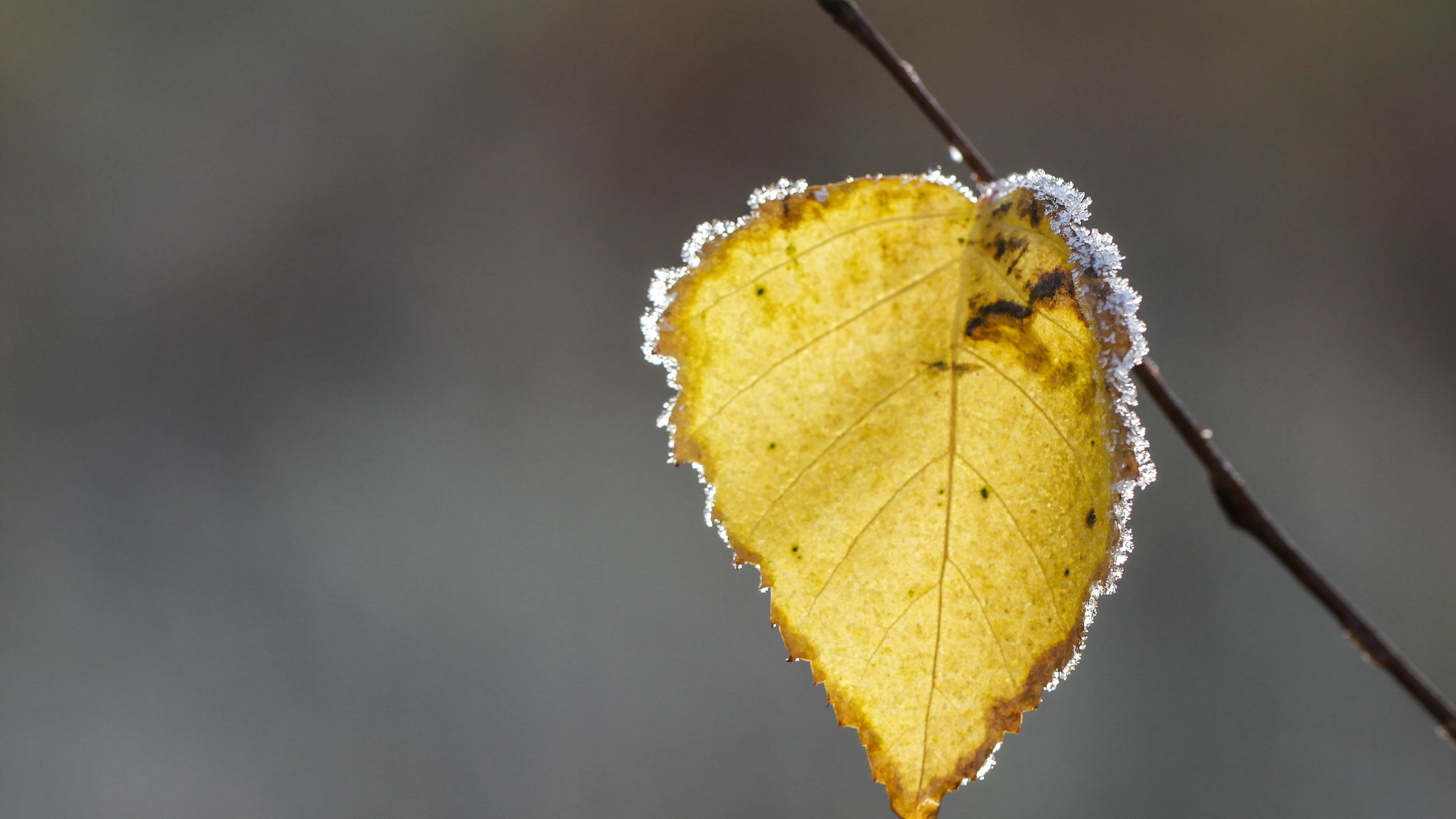 Обои природа, иней, осень, лист, осенние листья, nature, frost, autumn, sheet, autumn leaves разрешение 2560x1726 Загрузить