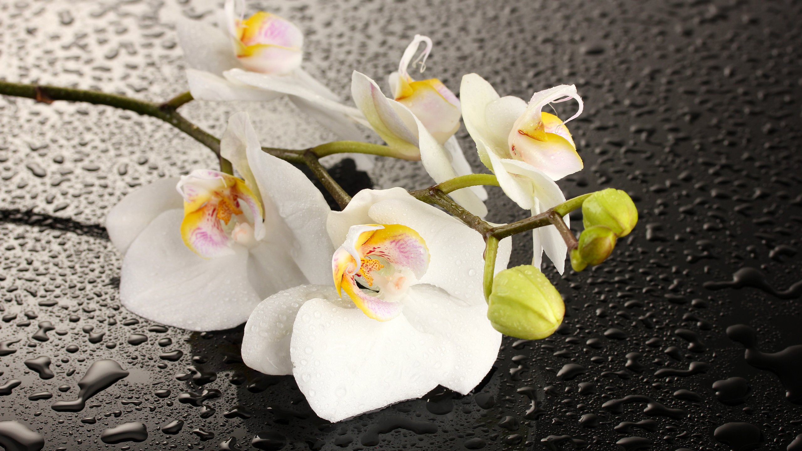 орхидея в воде стол