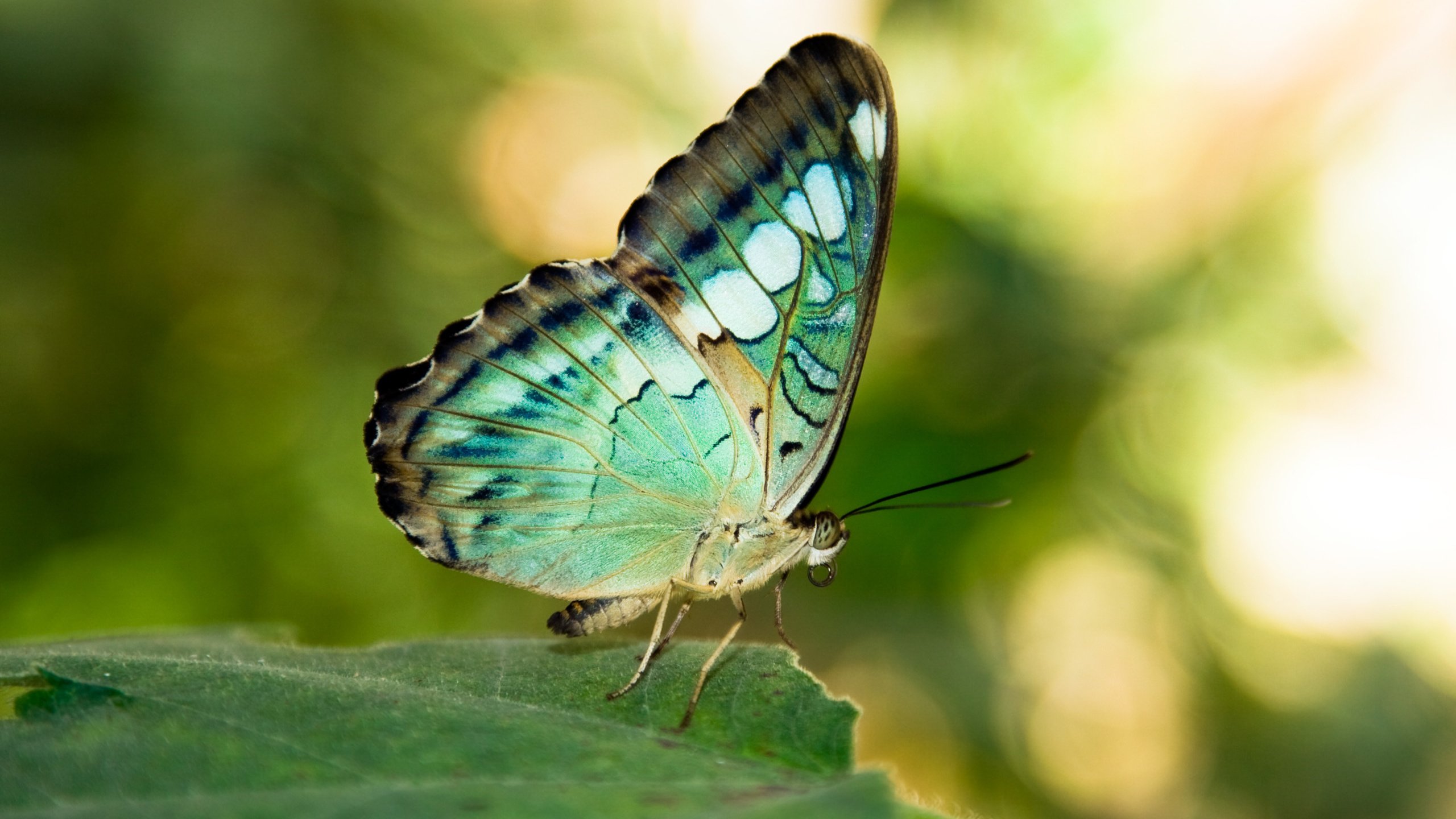 Обои листья, насекомое, бабочка, крылья, leaves, insect, butterfly, wings разрешение 2560x1707 Загрузить