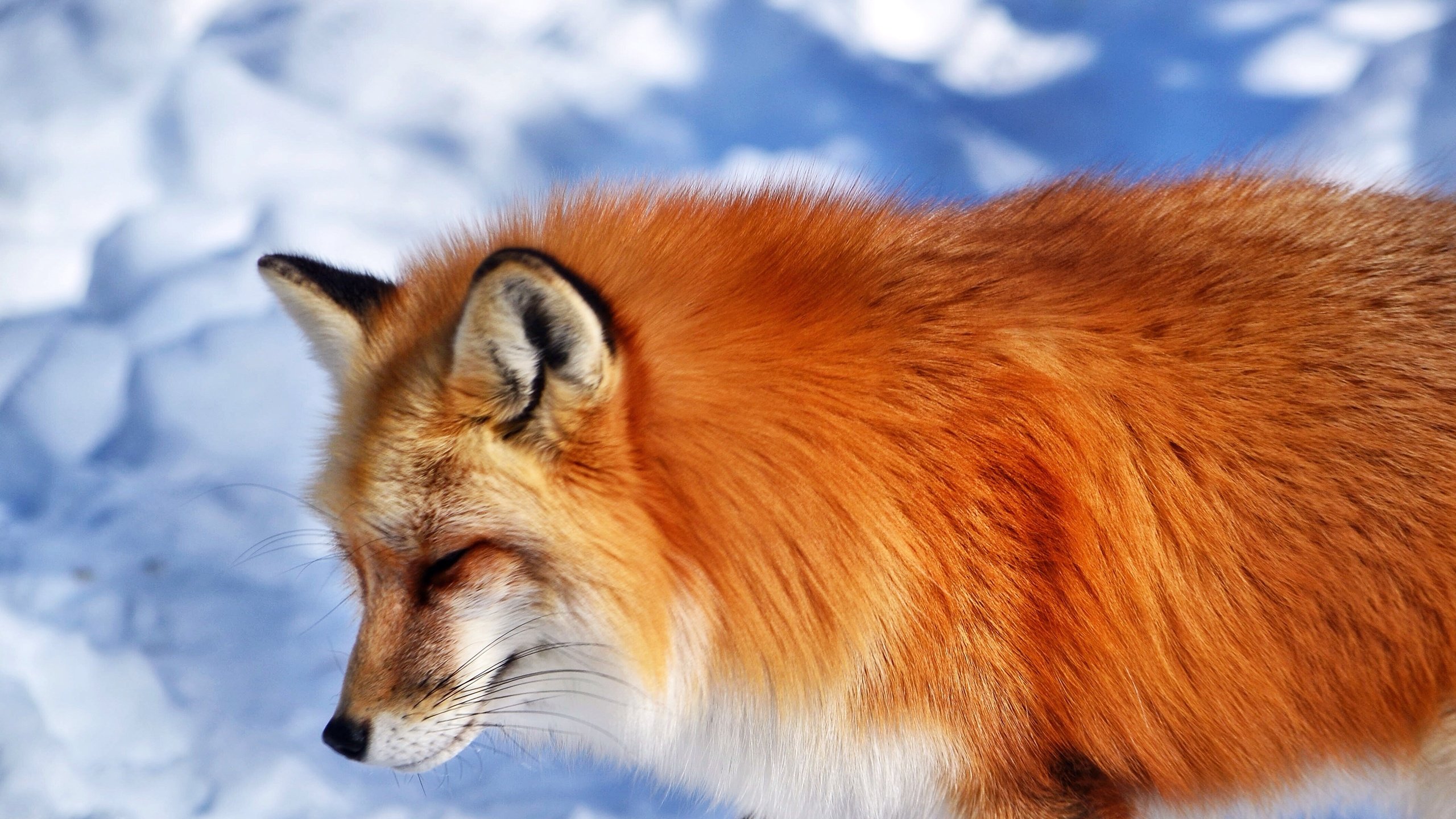 Обои снег, мордочка, рыжая, лиса, лисица, животное, snow, muzzle, red, fox, animal разрешение 4252x3072 Загрузить