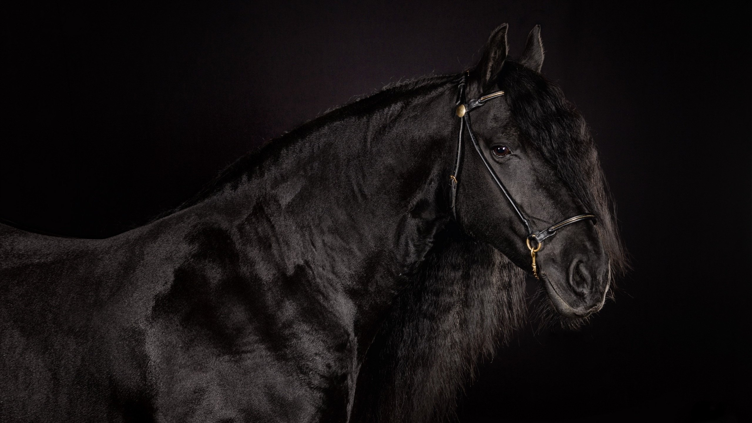 Обои лошадь, фон, черный, черный фон, конь, блака, вороной, horse, background, black, black background, crow разрешение 2560x1600 Загрузить