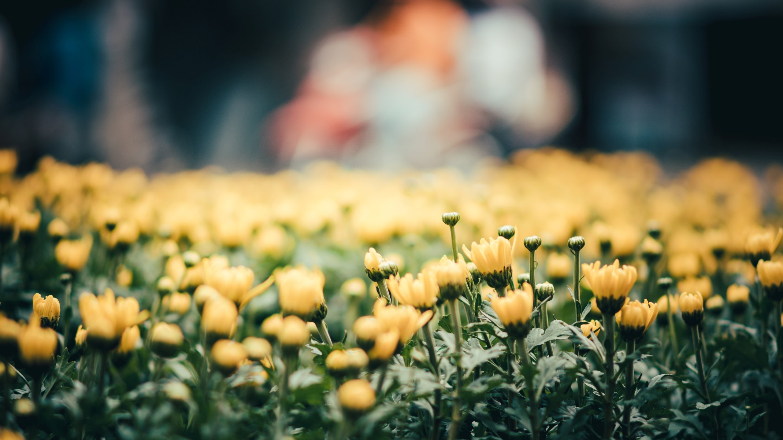 Обои цветы, лепестки, желтые, flowers, petals, yellow разрешение 6016x3742 Загрузить