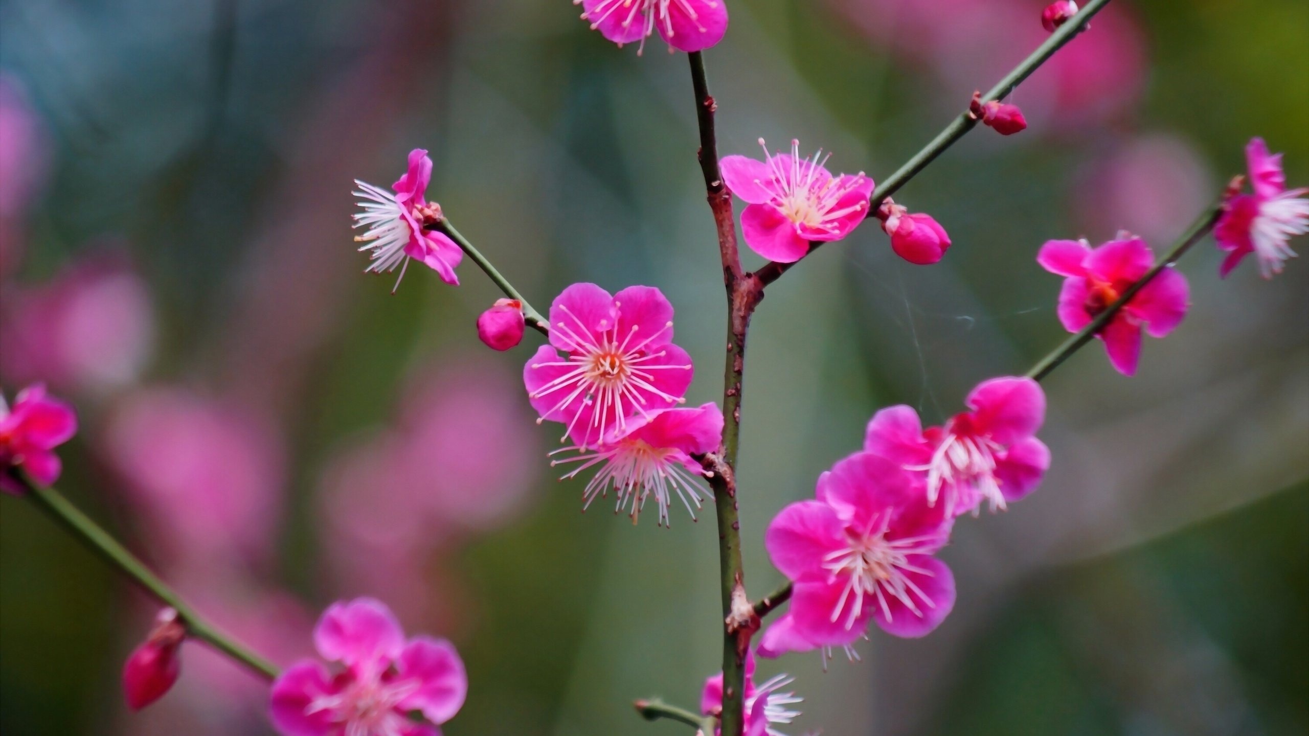 Обои ветка, цветение, цветки, абрикос японский, branch, flowering, flowers, apricot japanese разрешение 2560x1707 Загрузить