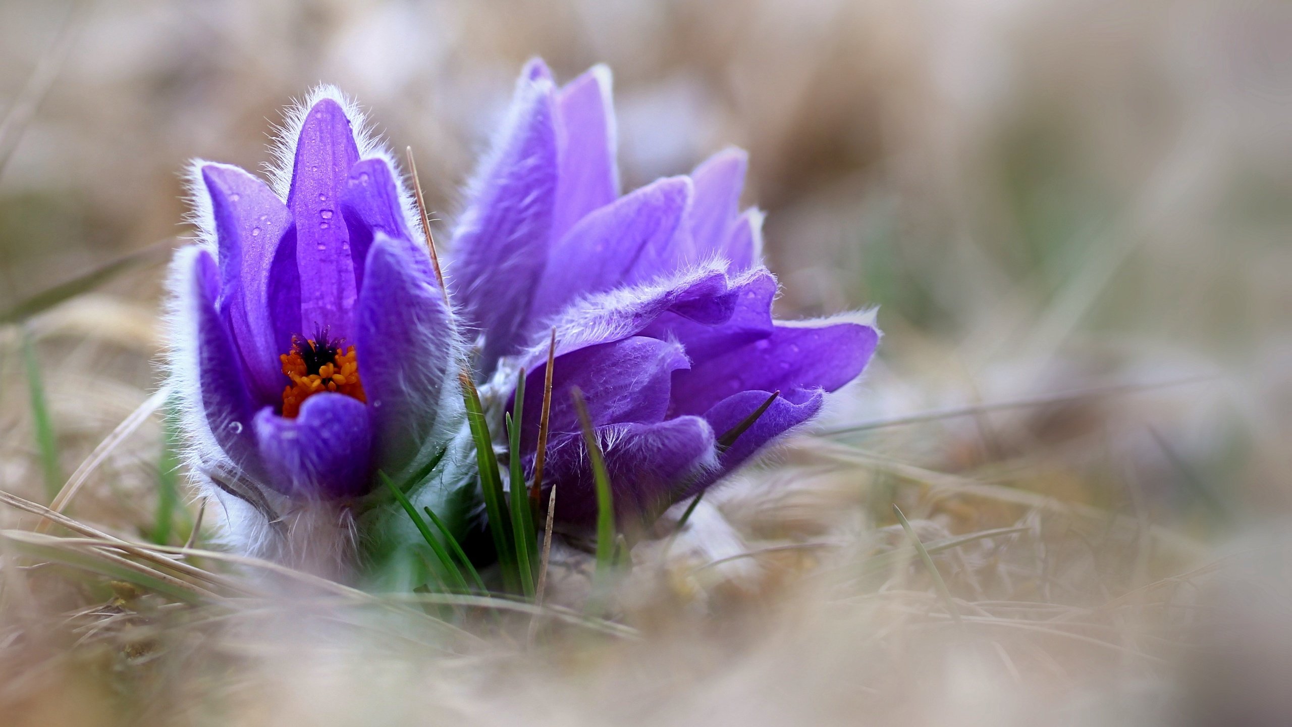 Обои цветы, природа, весна, сон-трава, прострел, pulsatilla, flowers, nature, spring, sleep-grass, cross разрешение 3691x2770 Загрузить