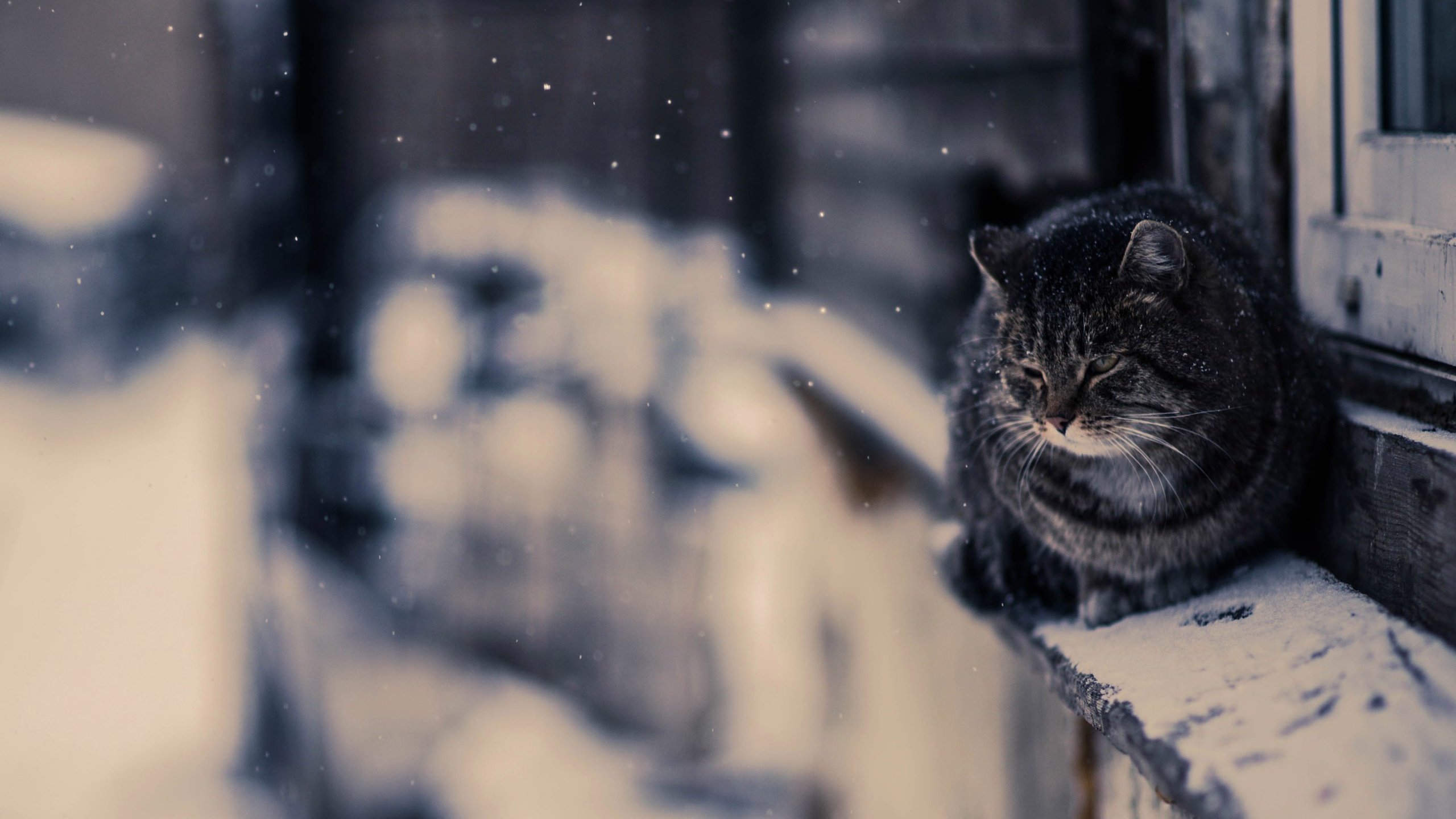 Обои снег, зима, кот, кошка, улица, snow, winter, cat, street разрешение 2560x1513 Загрузить