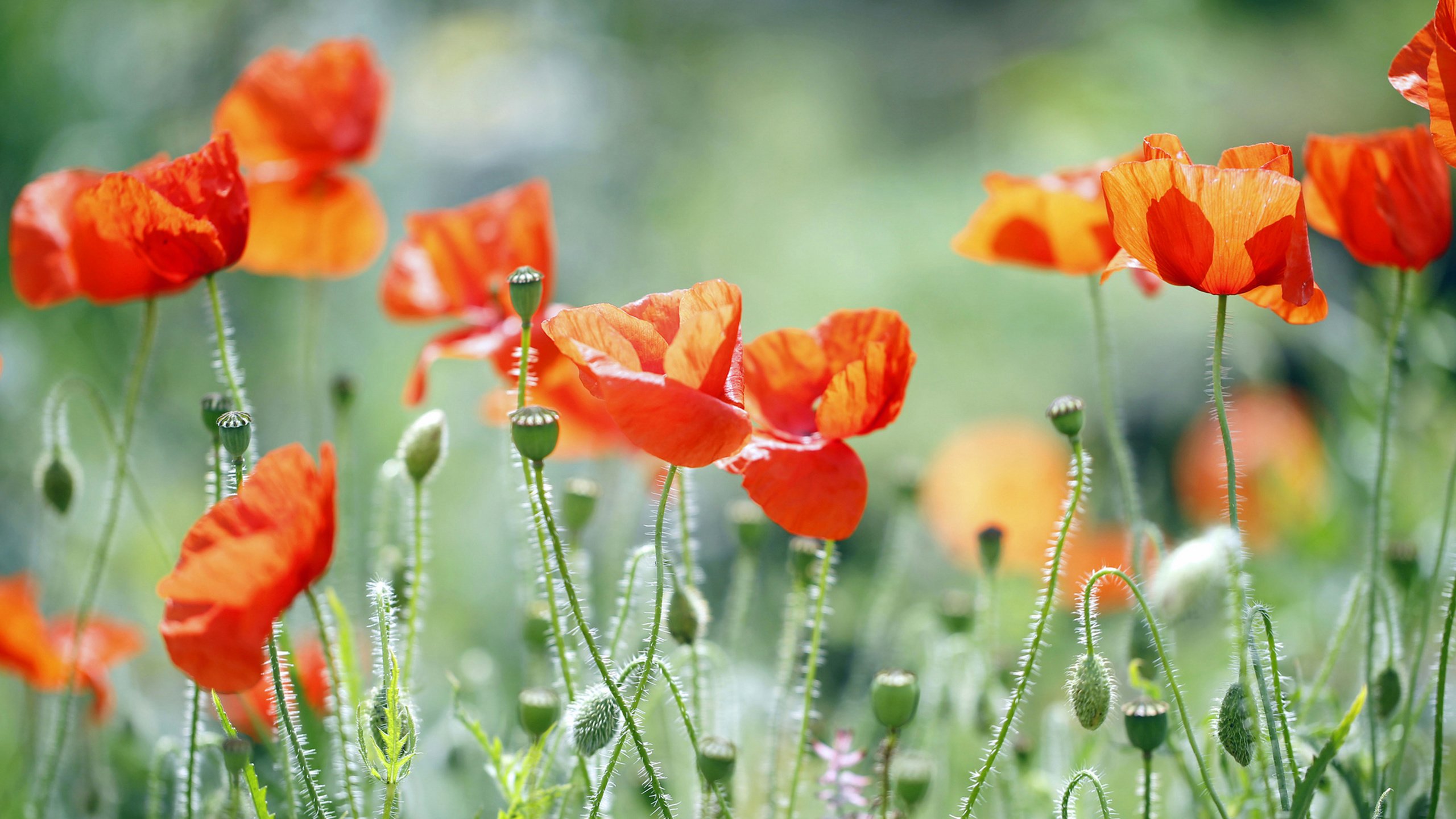 Обои трава, природа, поле, лепестки, маки, луг, grass, nature, field, petals, maki, meadow разрешение 3840x2160 Загрузить