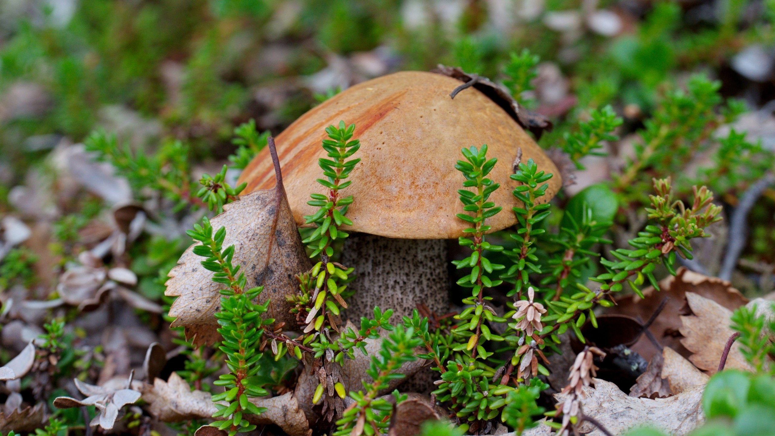 Обои гриб, мох, подосиновик, mushroom, moss, boletus разрешение 2700x1720 Загрузить