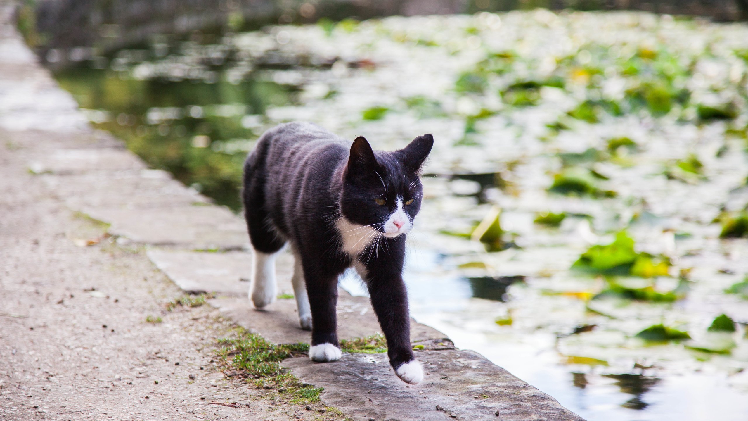 Обои вода, кот, кошка, пруд, идёт, water, cat, pond, is разрешение 5616x3744 Загрузить